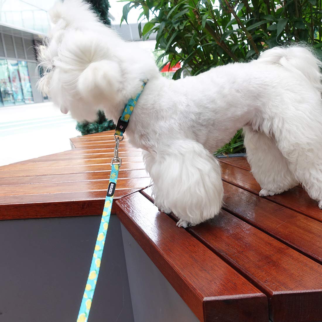 Azuza Dog Collar And Leash Set, Lemon Patterns On Blue Nylon Collar And Matching Leash, Great Option For Small Dogs