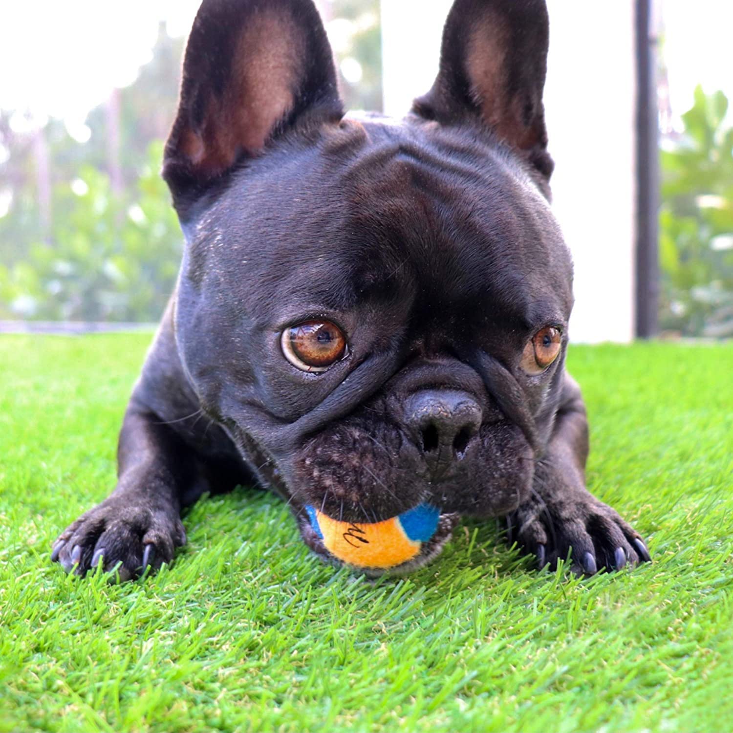 Midlee X-Small Dog Tennis Balls 1.5'' Pack Of 12 (Assorted, 1.5 Inch)