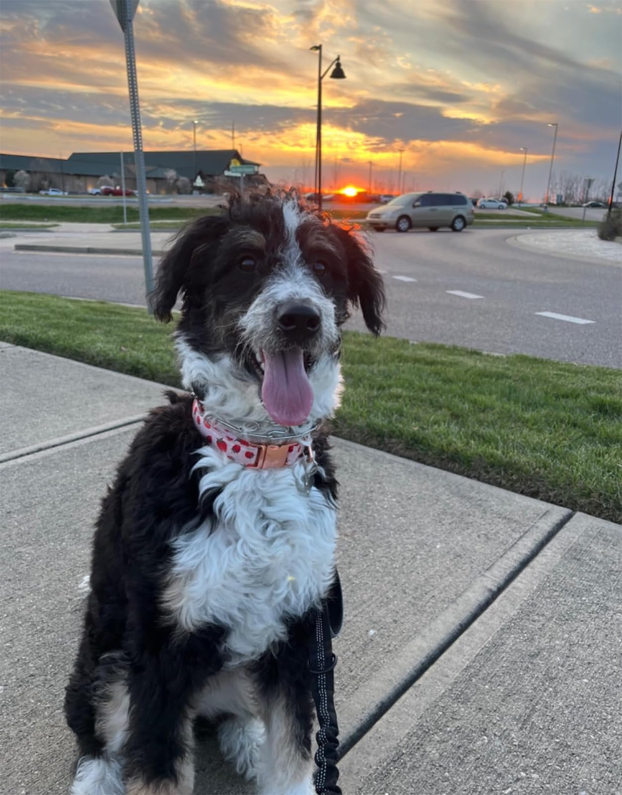 Lionet Paws Dog Collar, Comfortable Adjustable Cute Collar With Metal Buckle For Male Female Dogs, Strawberry Pattern, Large, Ne