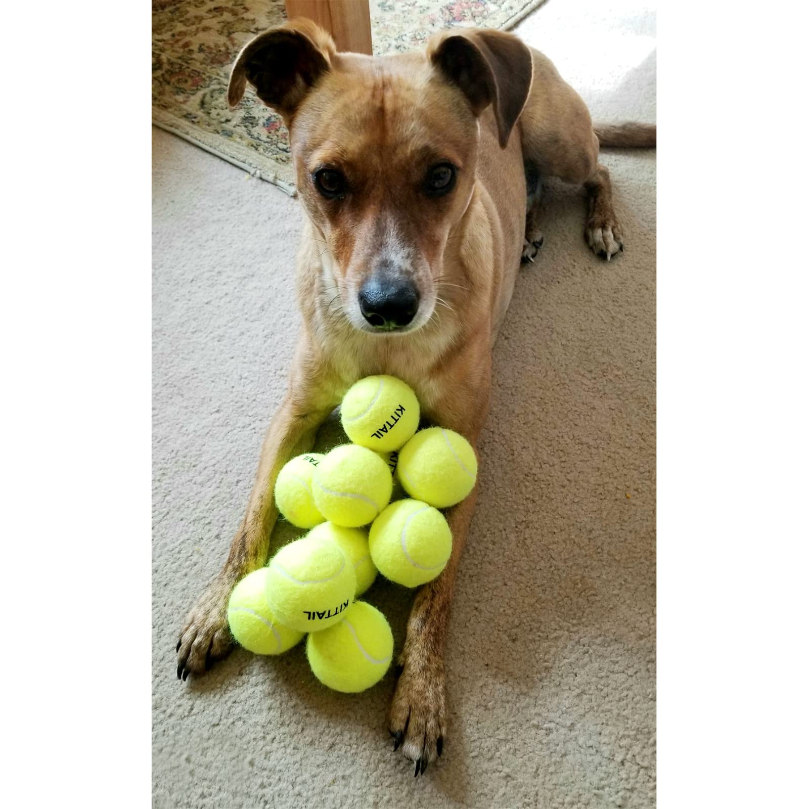 Kittail 12 Pcs Squeaky Tennis Balls For Dogs - 2.58' Interactive Doggy Toys - Mini Safe, Durable For Small Medium Large Dogs Training Playing, With 1 Reusable Carry Bag