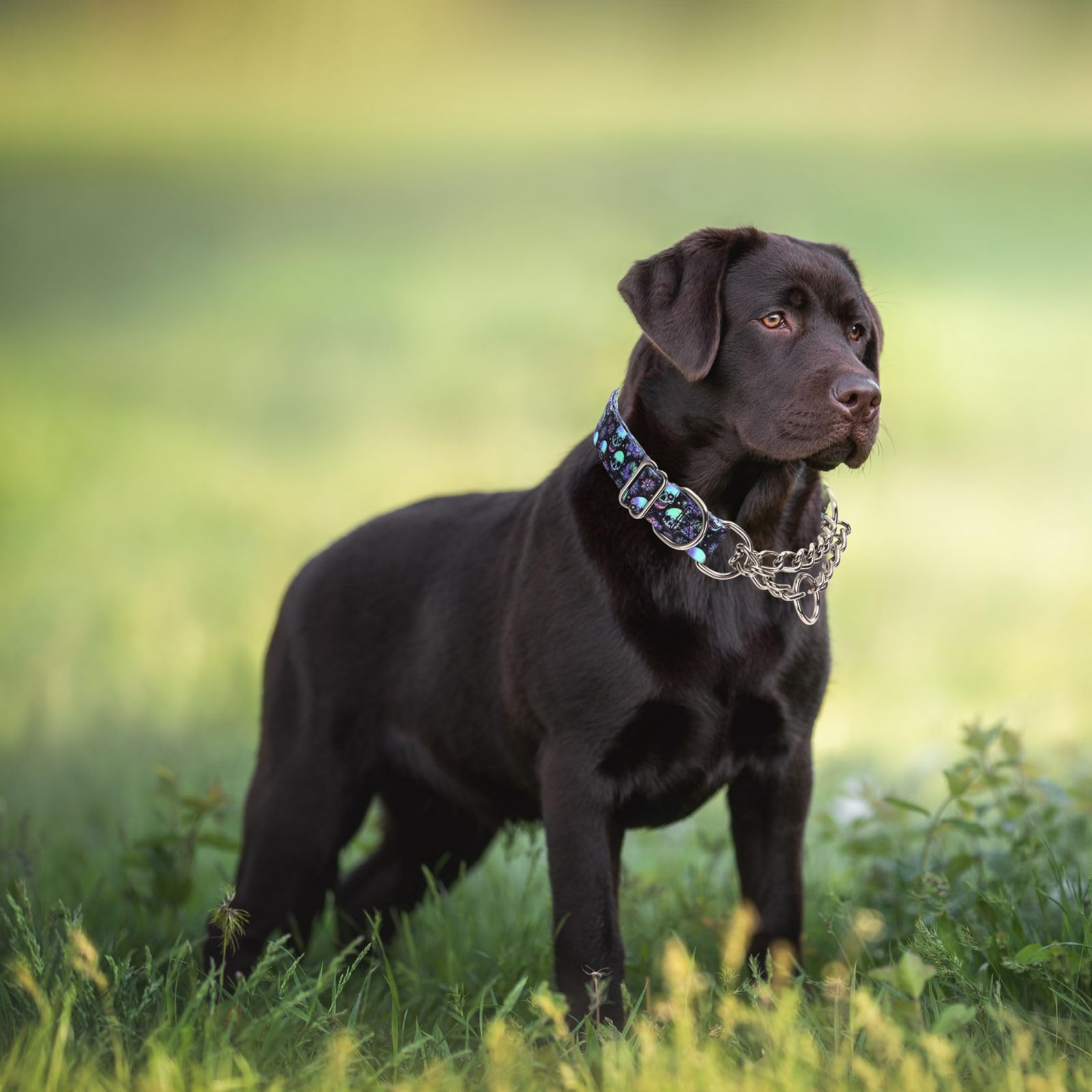 Stainless Steel Chain Martingale Collar For Dogs, No Pull Slip Cinch Choker Choke Collar Training Escape Proof Heavy Duty Dog Co