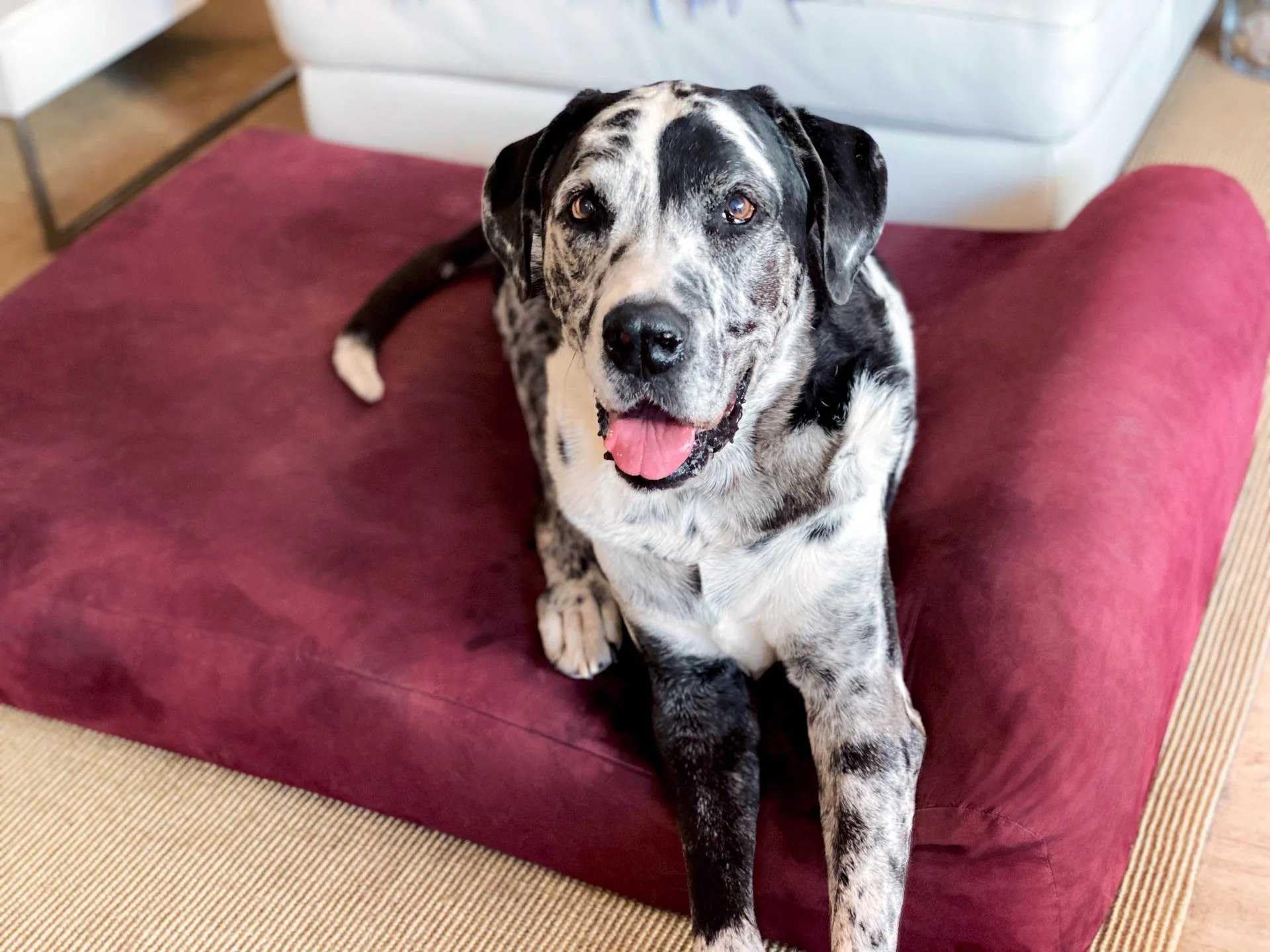 Big Barker 7'' Pillow Top Orthopedic Dog Bed - Xl Size - 52 X 36 X 7 - Burgundy - For Large And Extra Large Breed Dogs (Headrest
