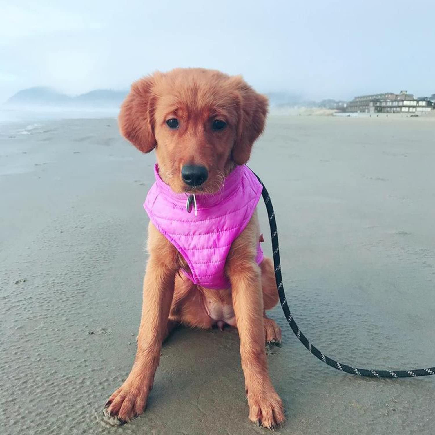 Gooby Puffer Vest Dog Jacket - Purple, Medium - Ultra Thin Zip Up Wind Breaker With Dual D Ring Leash - Water Resistant Small Dog Sweater Coat - Dog Clothes For Small Dogs Boy Or Medium Dogs