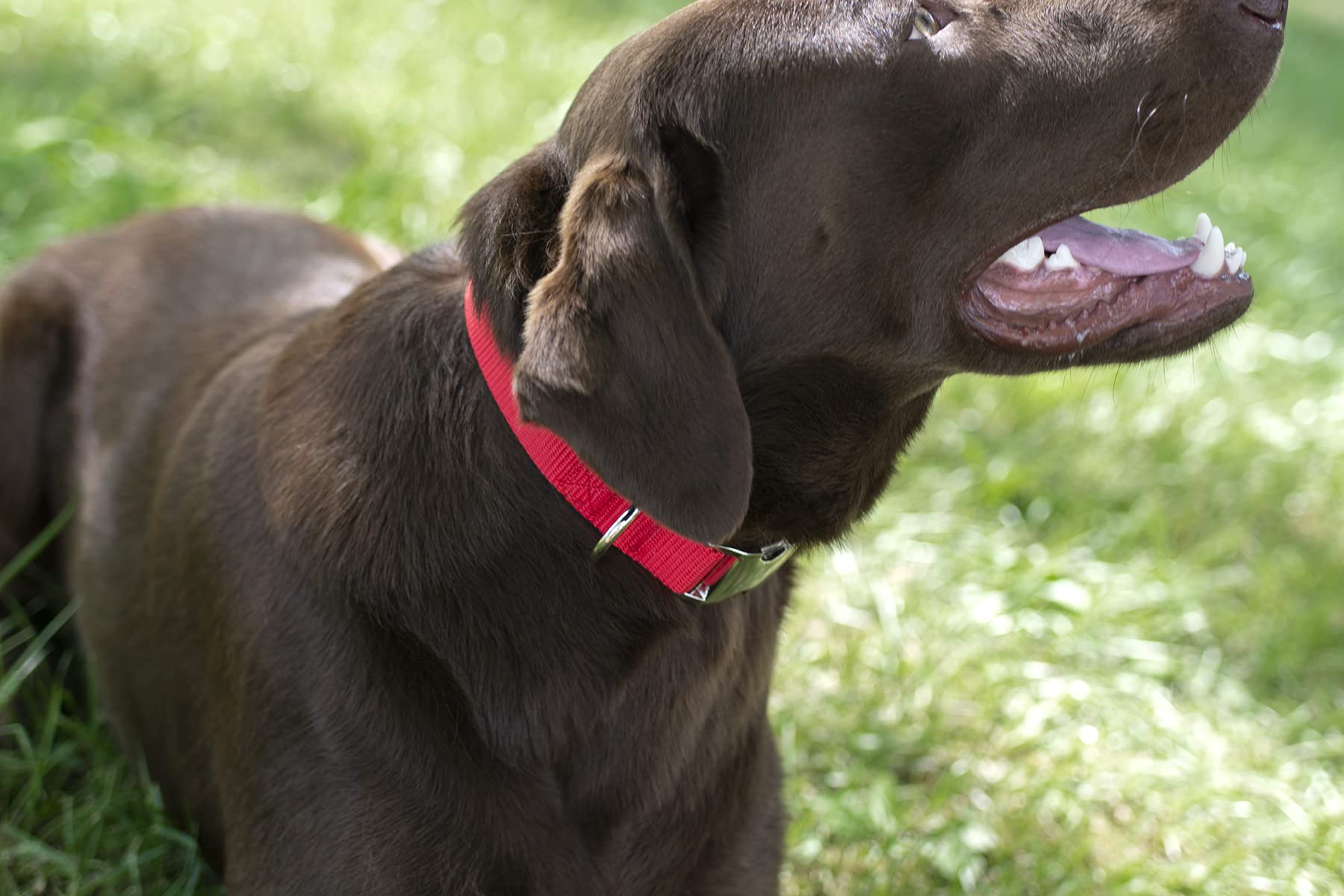 Country Brook Design - Vibrant 30+ Color Selection - Premium Nylon Dog Collar With Metal Buckle (Small, 3/4 Inch, Bright Red)