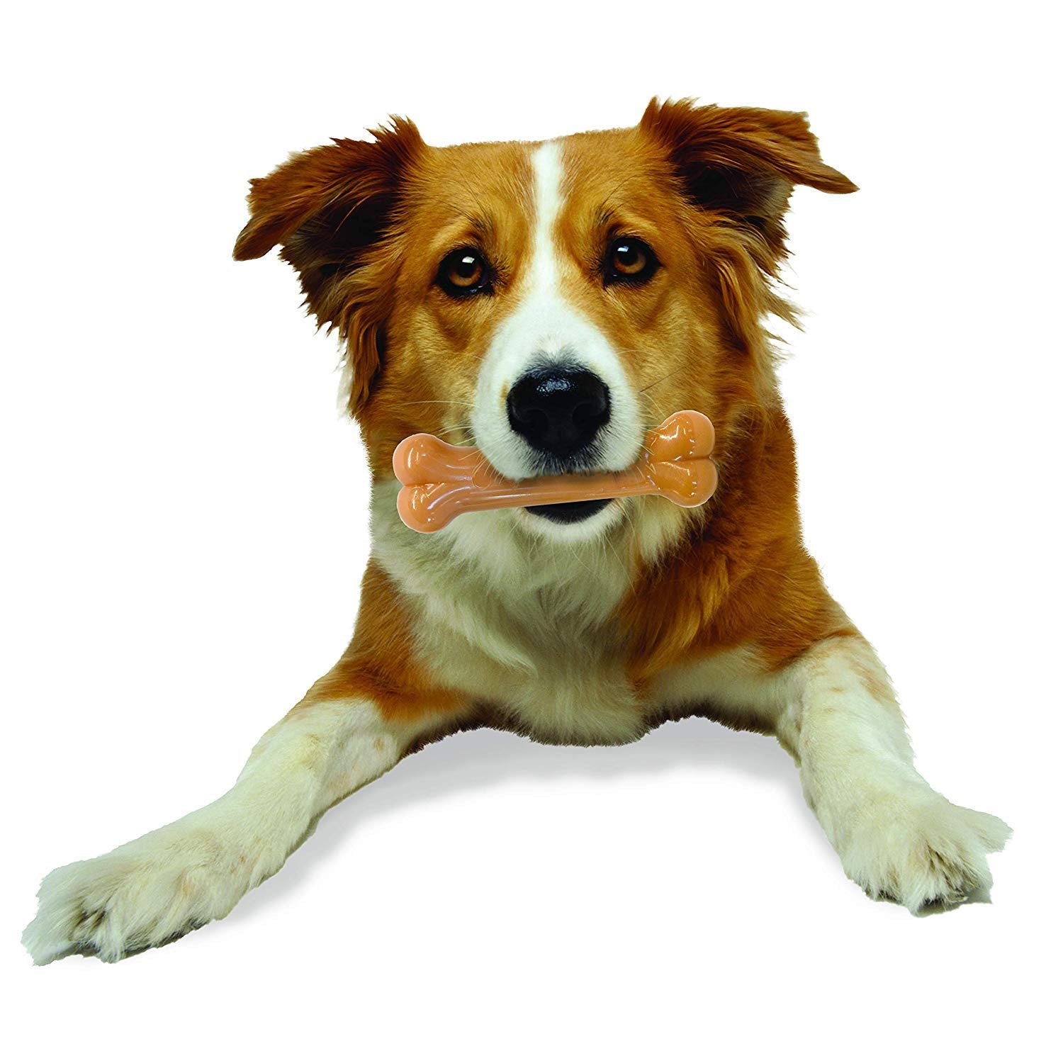 Nylabone Durachew Bacon Blister Card Wolf