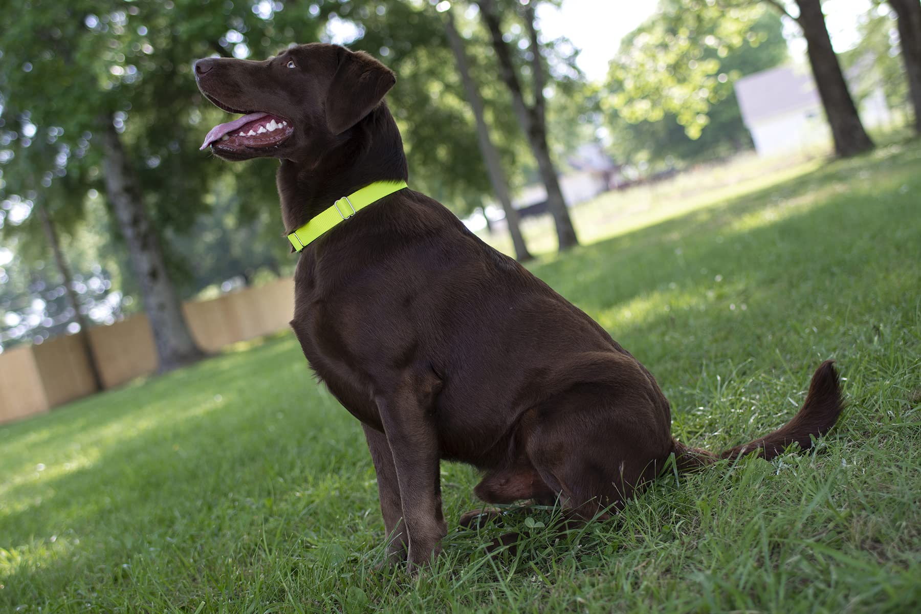 Country Brook Design - Vibrant 30+ Color Selection - Premium Nylon Dog Collar With Metal Buckle (Large, 1 Inch Wide, Hot Yellow)