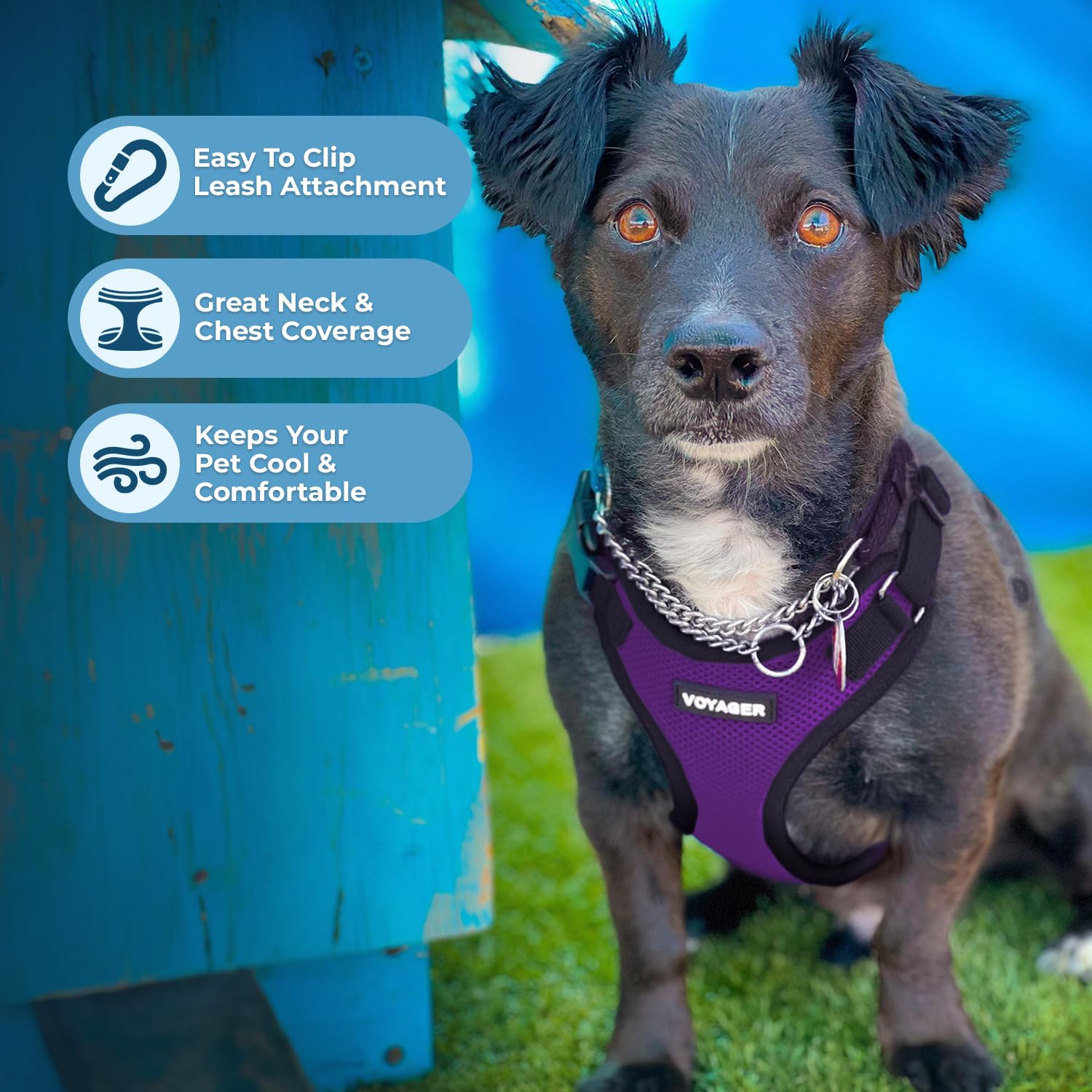 Voyager Step-in Pet Harness - All Weather Mesh, Adjustable Step in Harness for Cats and Dogs by Best Pet Supplies - Purple/Black