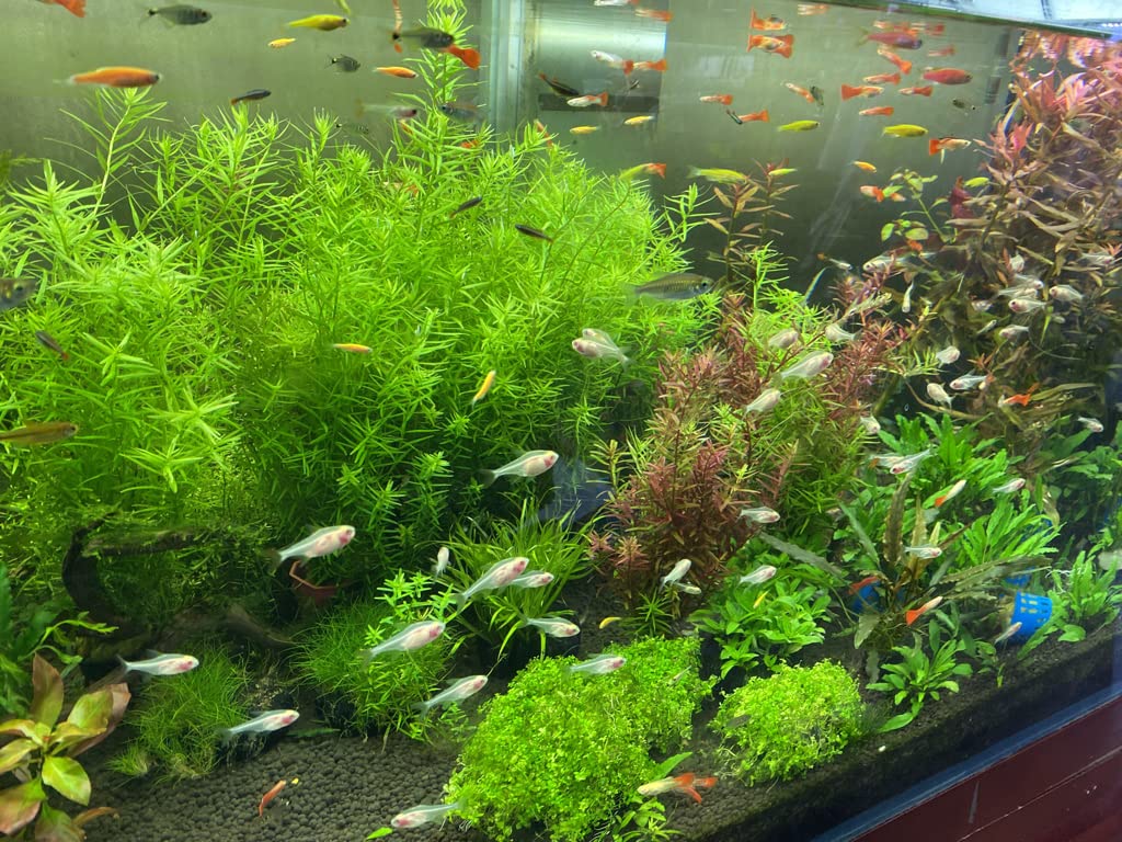 LANDEN Aqua Soil Substrate for Natural Planted Aquarium, Plant or Shrimp Stratum, Clay Gravel and Stable Porous Substrate for Fr