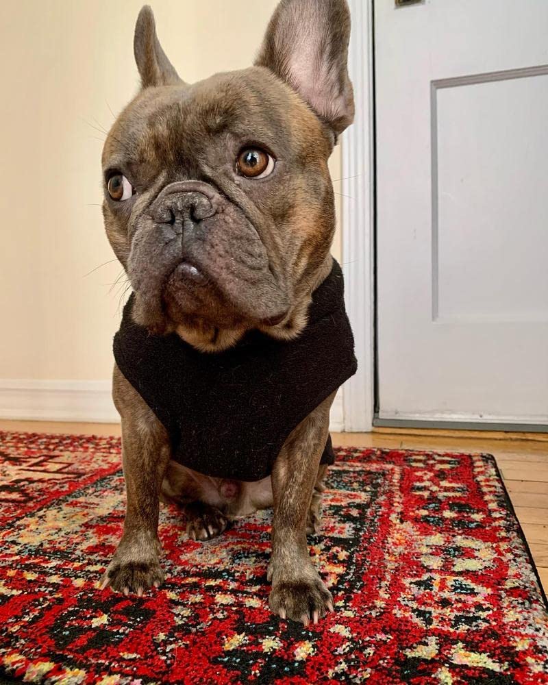 Gooby Stretch Fleece Vest Dog Sweater - Warm Pullover Fleece Dog Jacket - Winter Dog Clothes For Small Dogs, Large Dogs, Boy Or Girl - Soft, Super Stretchy Fleece Vest Dog Sweater - Black, X-Small