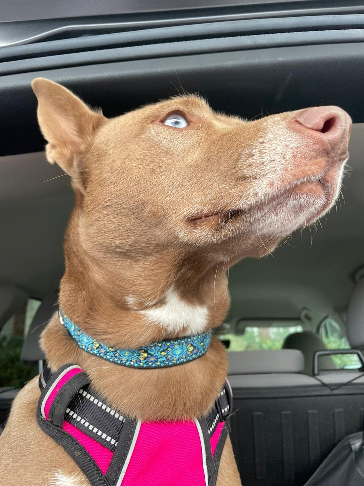 Dog Collars For Small Medium & Large Dogs Long Lasting, Adjustable, Heavy Duty For Girl And Boy Puppy With Quick-Release Plastic