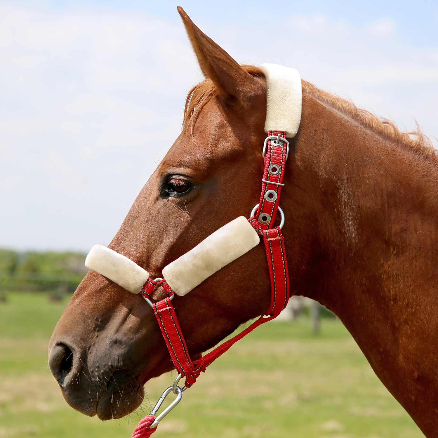 Jeffers Equine Horse Fleece Halter Tube Set - 4 Piece Soft Padded Nose Guard Cover for Comfortable Horse Training and Travel
