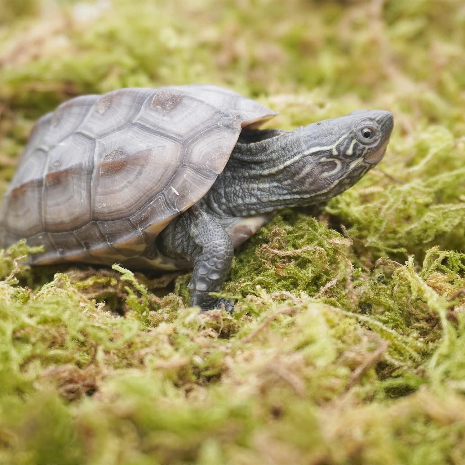 Begeterday 6.5Oz Pure Natural Reptile Moss For Humidity, Great For Snakes, Turtle And Other Reptiles, Good For Terrariums For Re