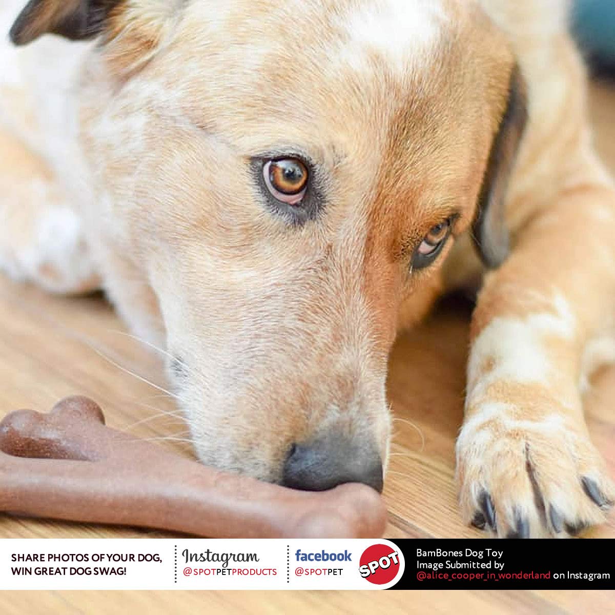 Spot Ethical Pets 54312 Bambone Wish Bone Chicken Pet Chew Toys