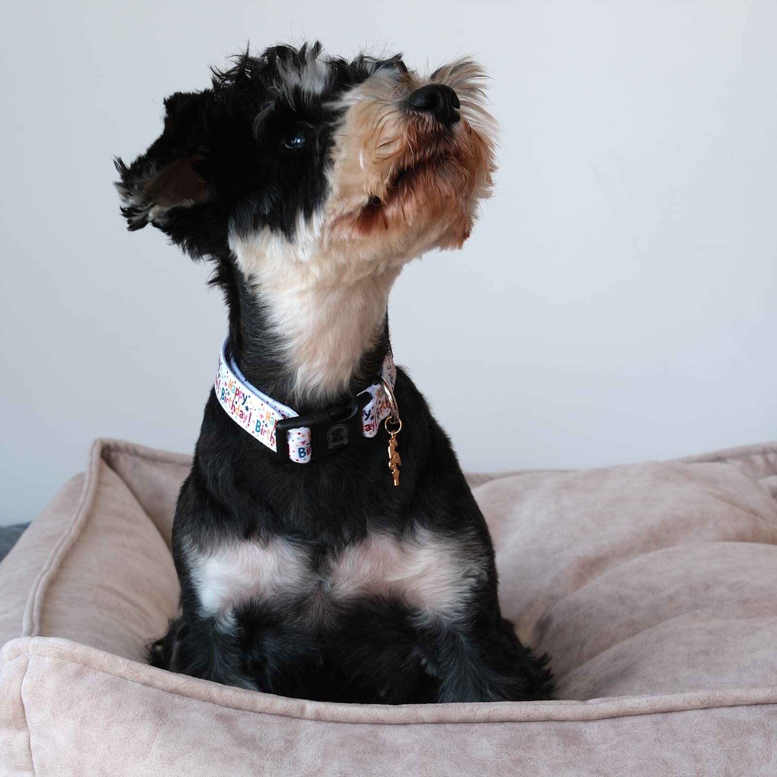 Mr. Chubbyface Birthday Dog Collar With Patterns Soft Adjustable Pet Boy Girl Collar For Small Medium Large Dogs