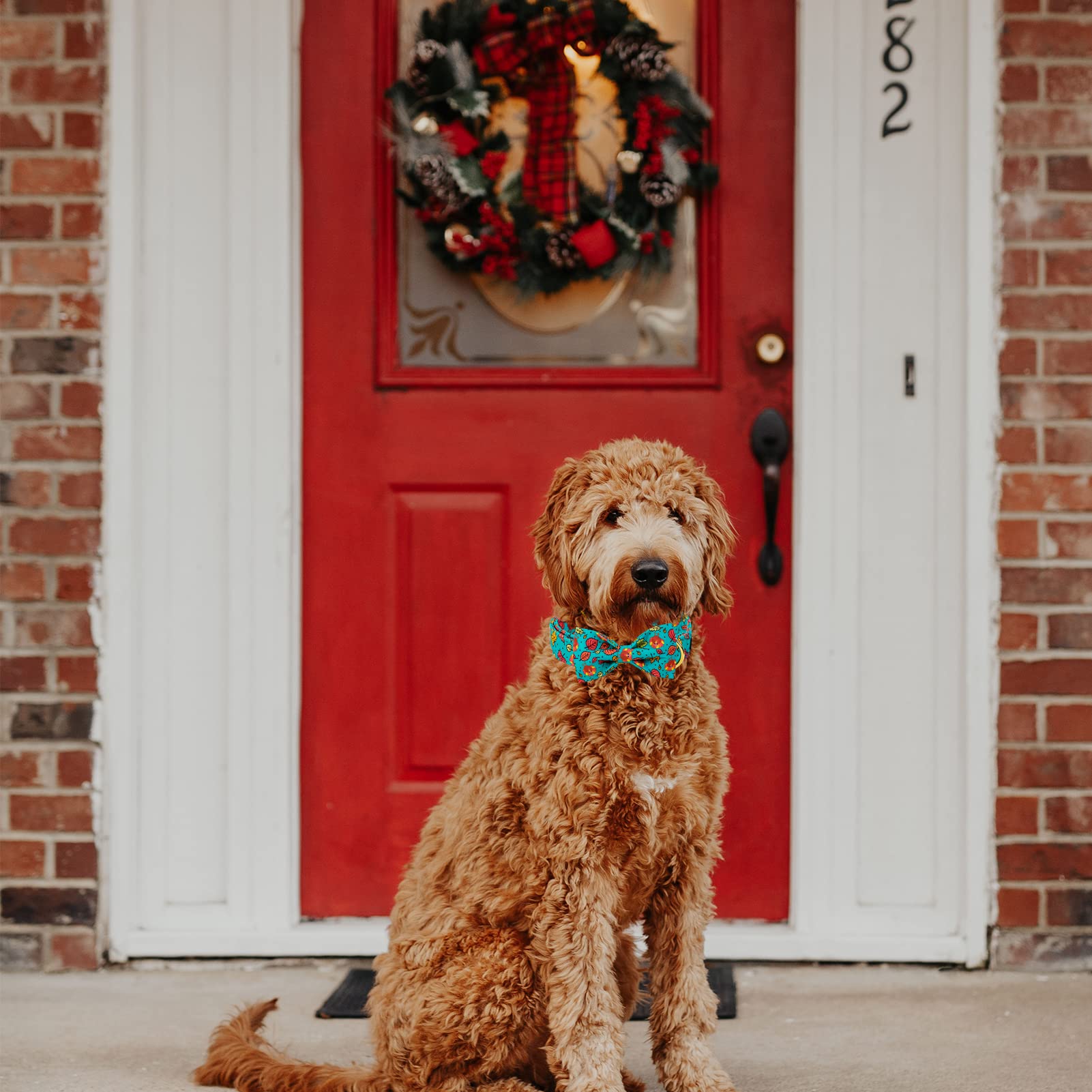 Mr. Chubbyface Thanksgiving Dog Collar - Fall Maple And Turkey Collar With Adjustable Bowtie For Small, Medium, Large Dogs