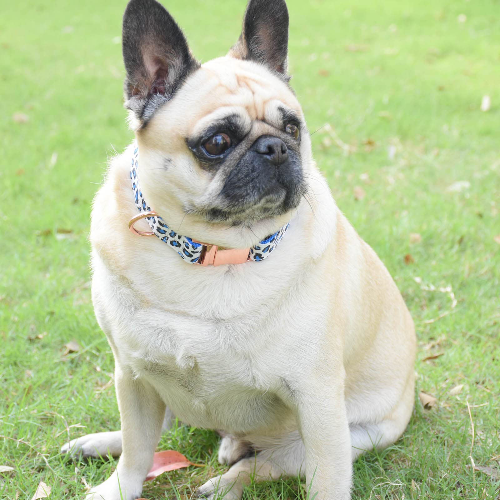 Metal Buckle Dog Collar, Durable Adjustable Dog Collar Soft For Small Medium Large Dogs (L(15-23In), Blue Leopard)