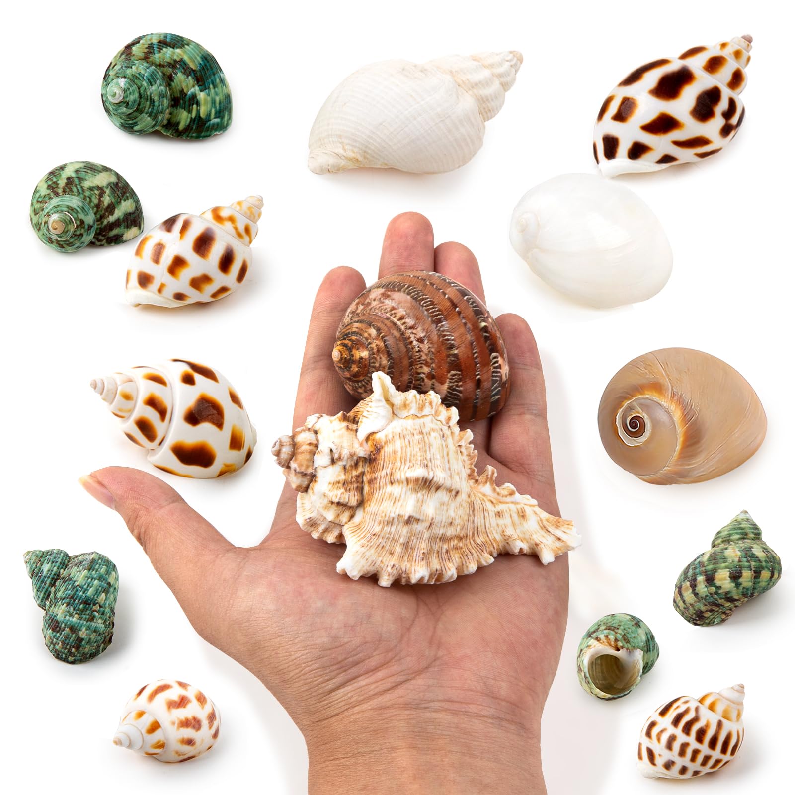 15Pcs Hermit Crab Shells (7 Types) Natural Hermit Crab Shells, For Small To Large Hermit Crab Turbo Shells Hermit Crab Supplies