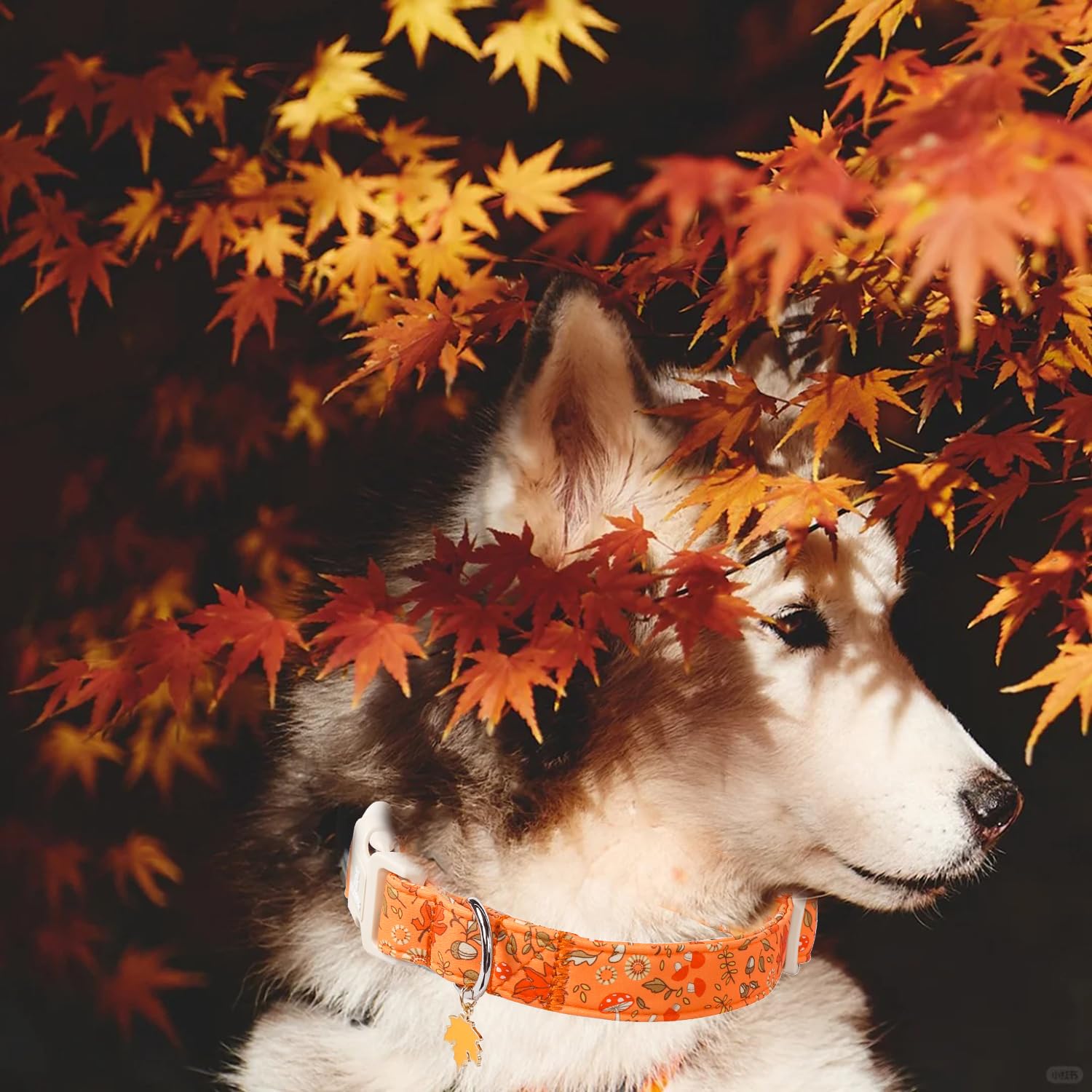 Maca Bates Fall Dog Collar Red Maple Leaf Print Autumn Dogs Collars Durable Comfortable Adjustable Puppy Colar Birthday Gift For