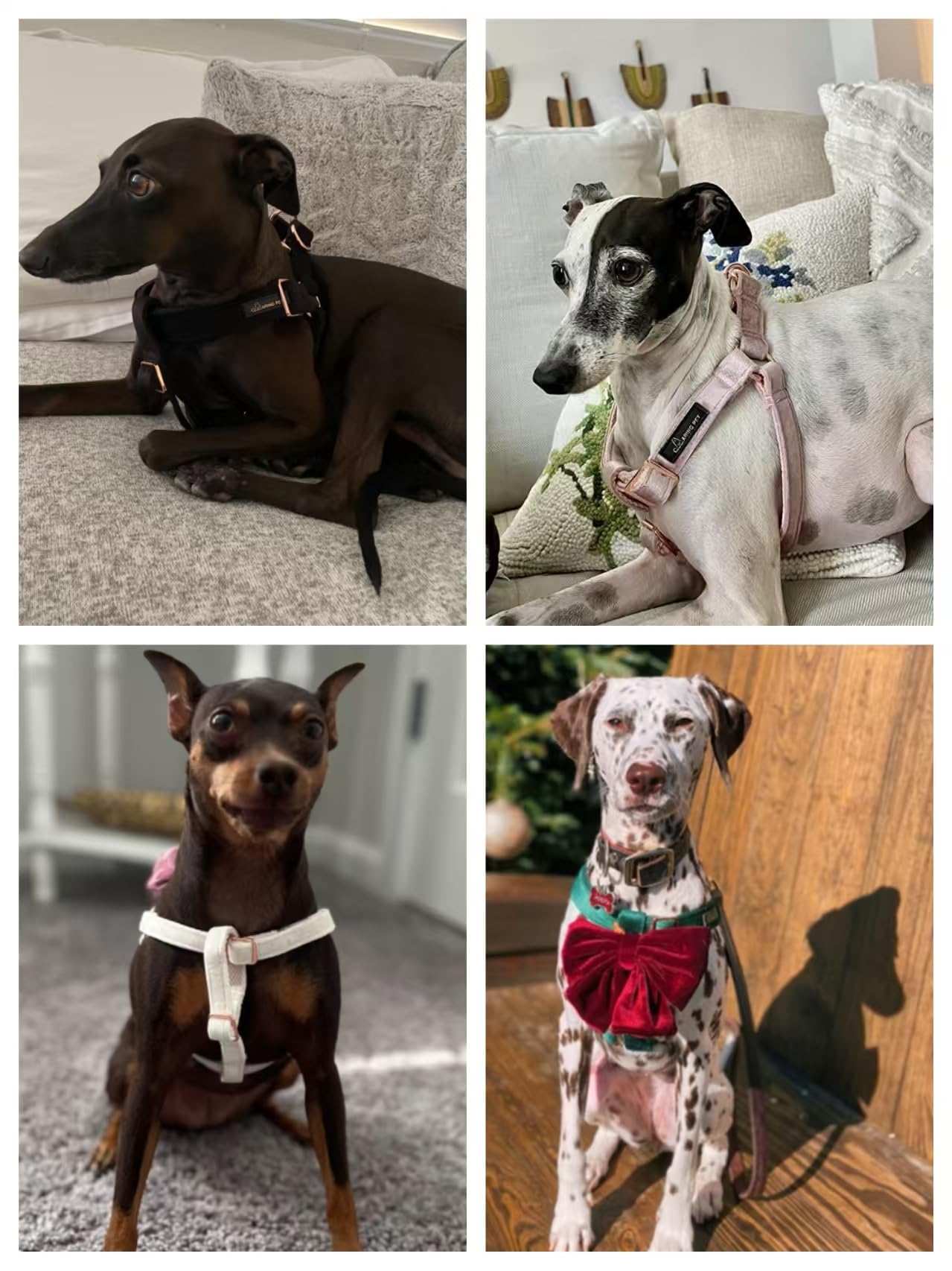 ARING PET Velvet Dog Harness, Medium, Yellow, Elegant, Unique, Safe Design, Velvet Material, Durable Metal Buckle