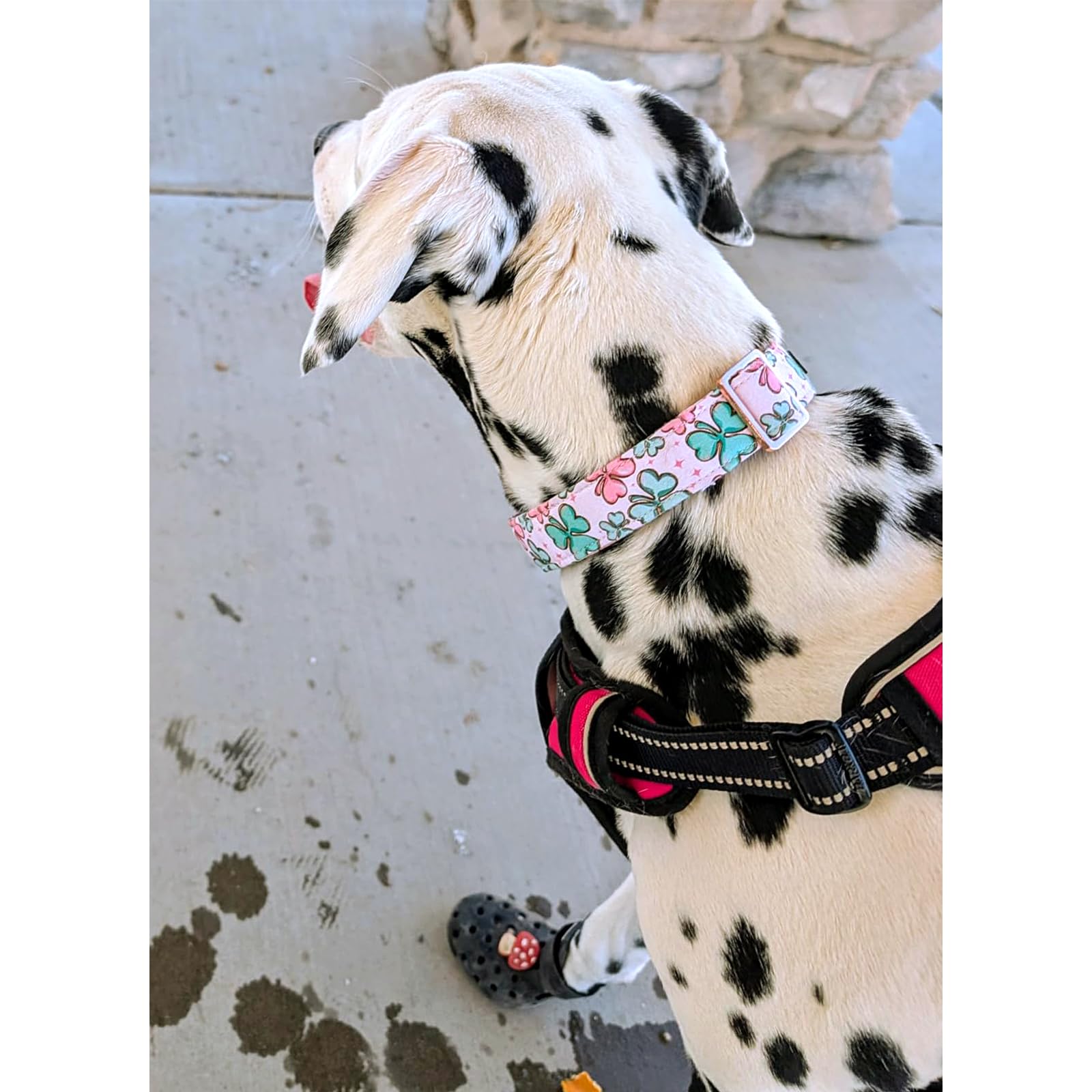 Lionheart Glory St. Patrick Dog Collar, Clover Pink Collar For Large Dogs Spring Female Dog Collars Adjustable Heavy-Duty Dog Co