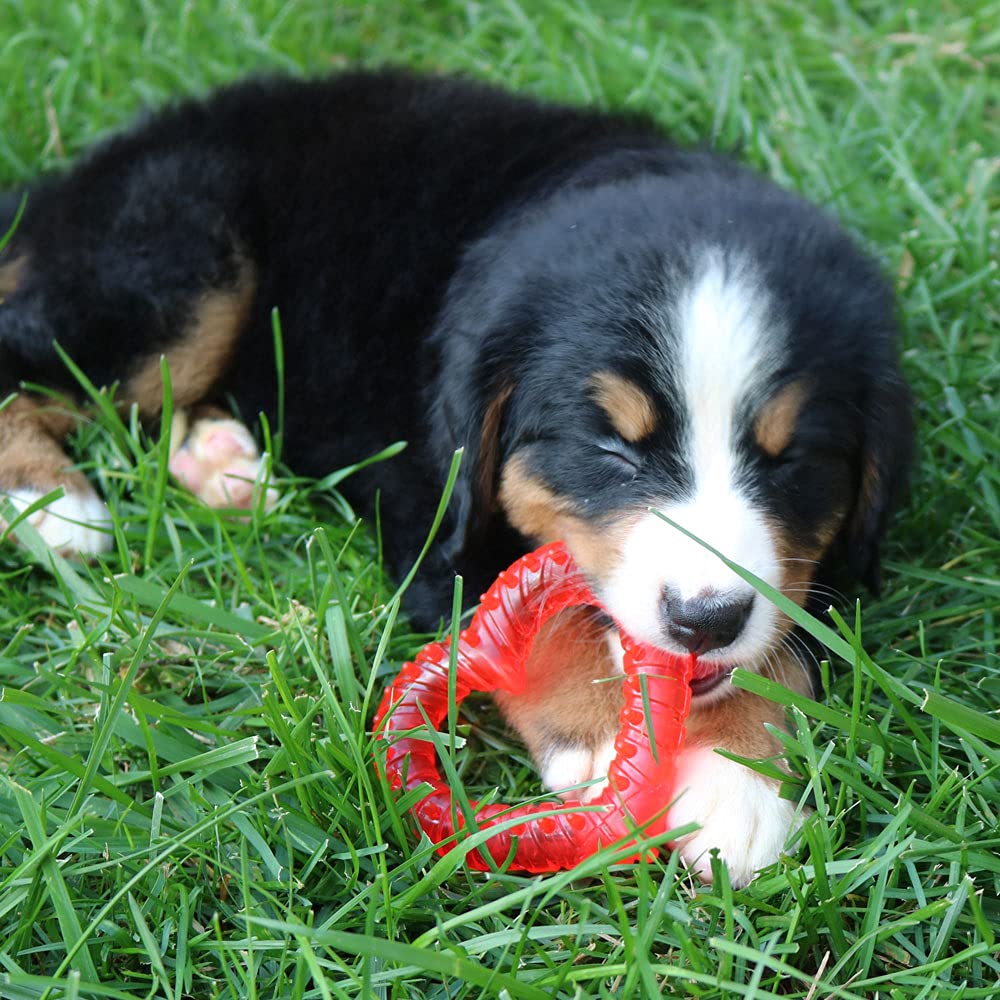 SmartPetLove Snuggle Puppy Teething Comfort Aid - Heart Shaped Ice Pack for All Breeds, Naturally Soothes and Relieves Teething Pain