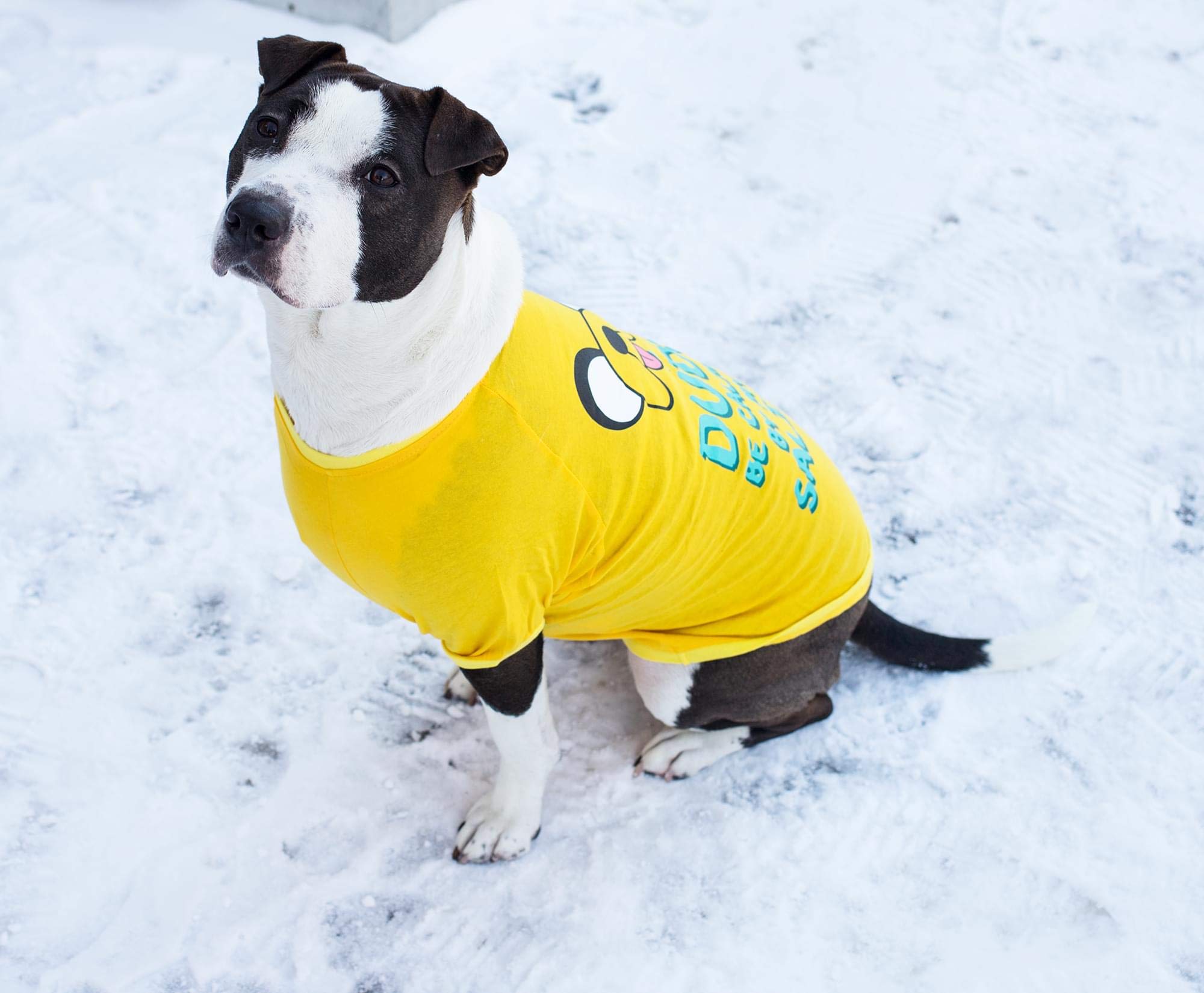 Crowded Coop, LLC Adventure Time Jake Saliva Dog Unisex Cartoon T-Shirt: Yellow, Small (15-18, 8.5-9) Cotton Blend