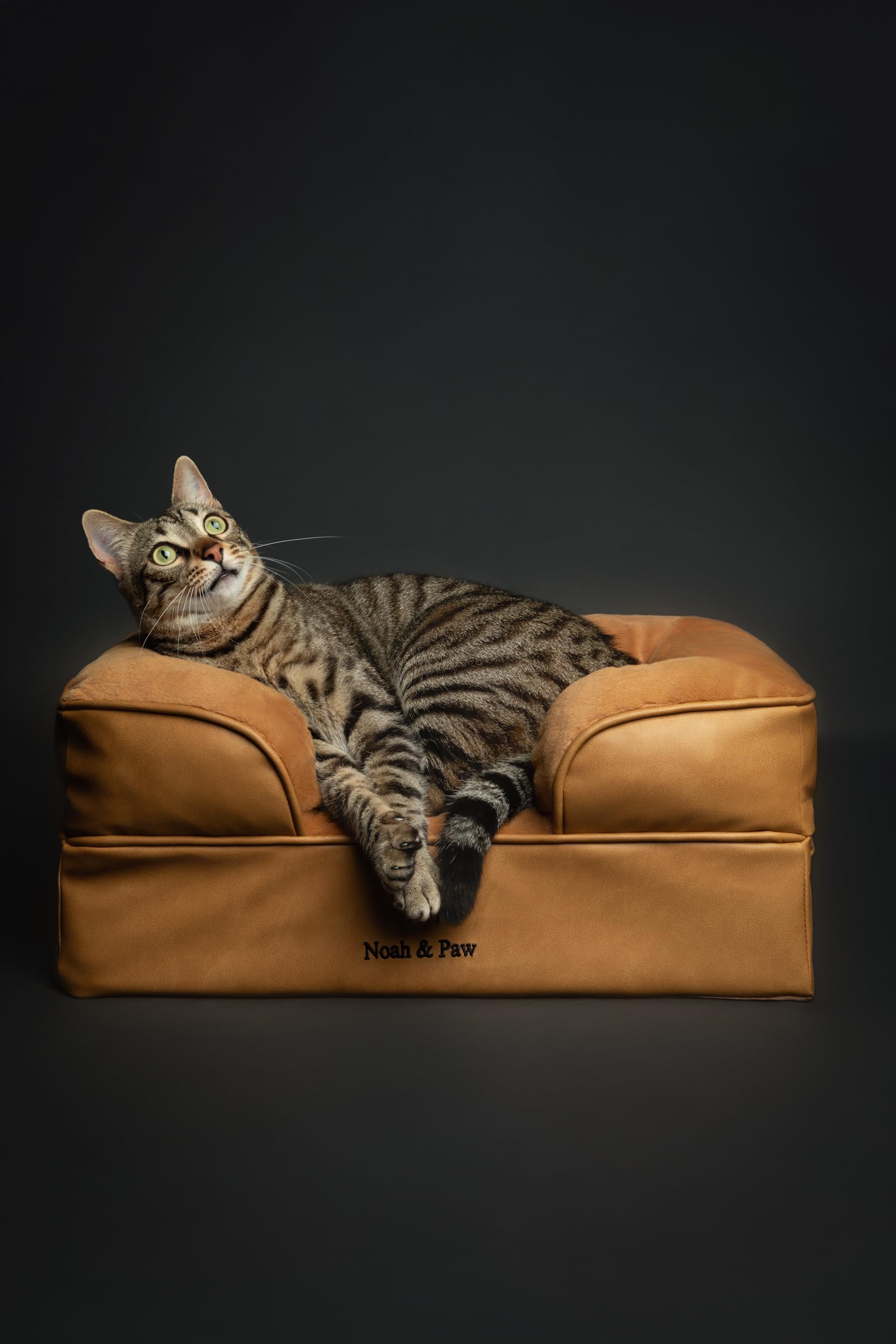 NOAH & PAW Small Dog Bed, 20x15x8 Inch, Cat Bed for Indoor Cats, Orthopedic Eggshell Memory Foam Infused with Cooling Gel, Water