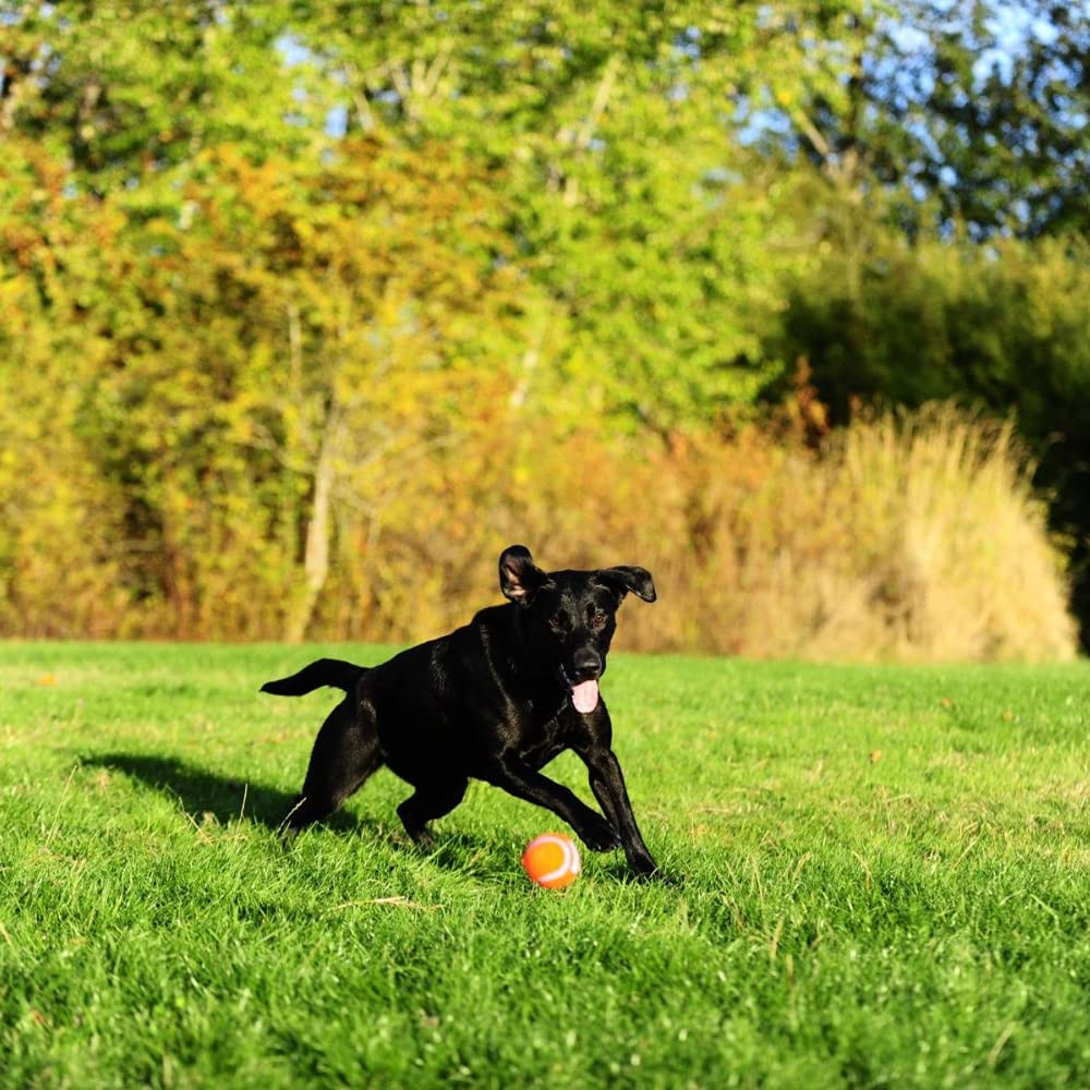 Chuckit! 6 Pack Of Tennis Balls, Small, Launcher Compatible Dog Toys
