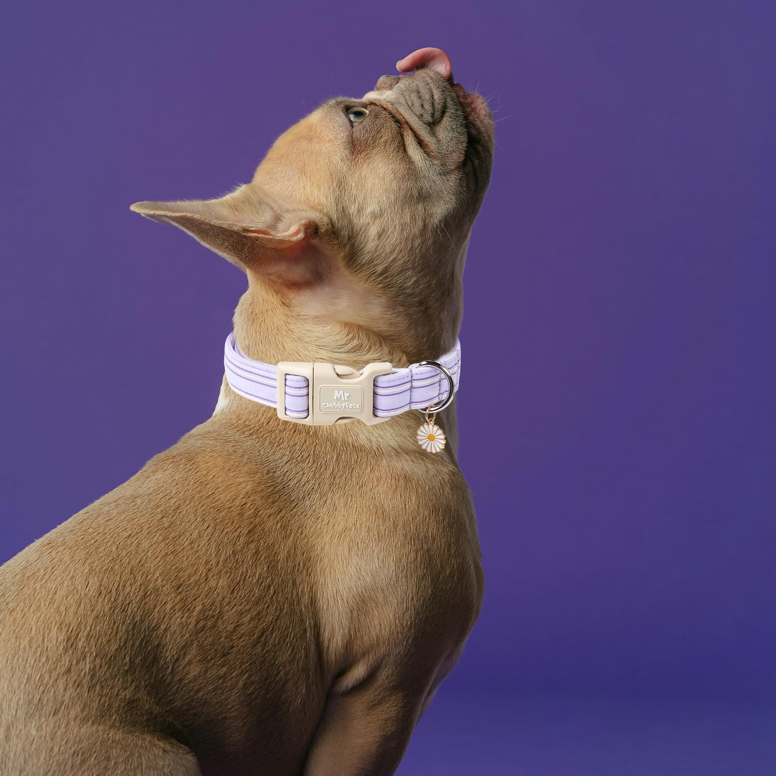 Mr.Chubbyface Cotton Dog Collar, Cute Lavender Summer Puppy Collar With Plastic Buckle, Adjustable Soft Natural Fabric Pet Colla