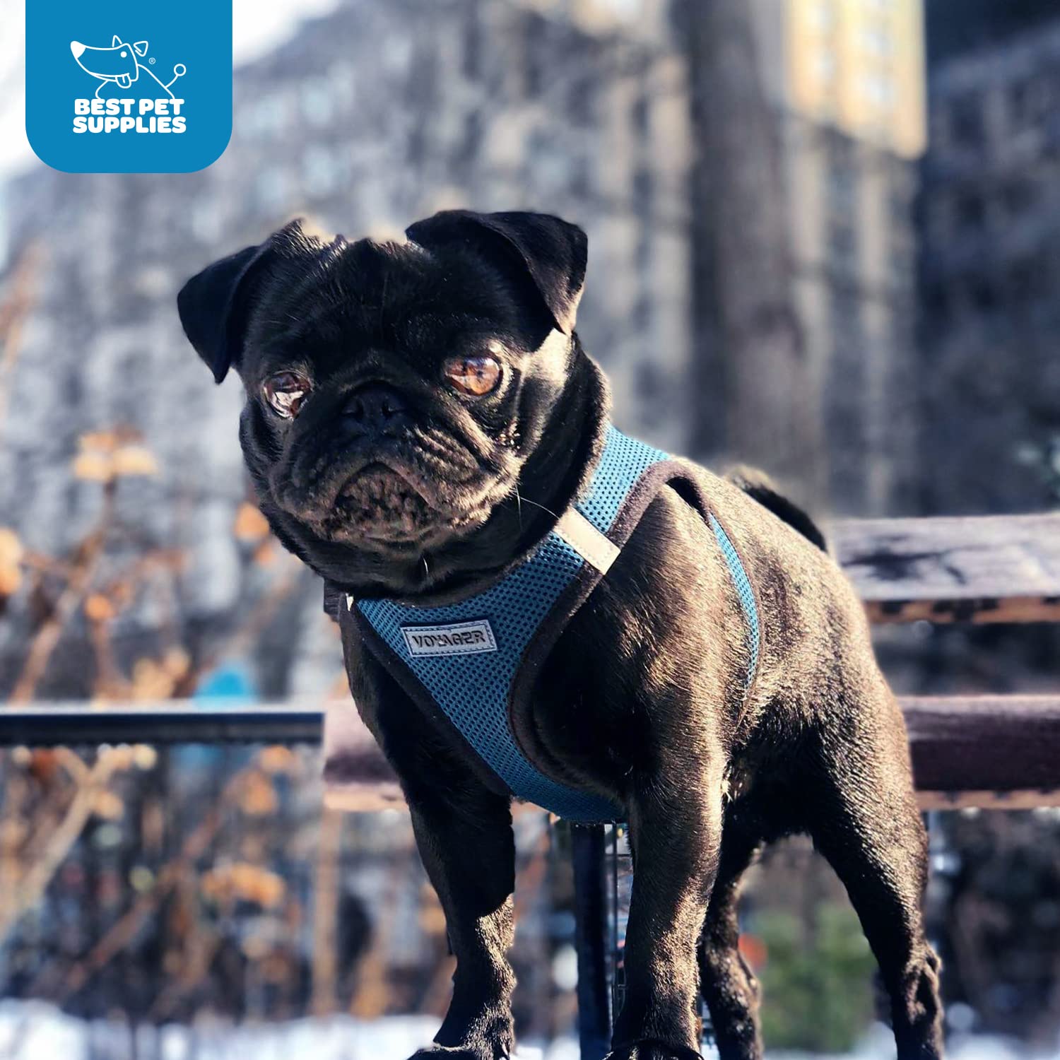 Voyager Step-In Air Dog Harness - All Weather Mesh Step In Vest Harness For Small And Medium Dogs And Cats By Best Pet Supplies - Harness (Blue/Black Trim), Xl (Chest: 20.5-23')