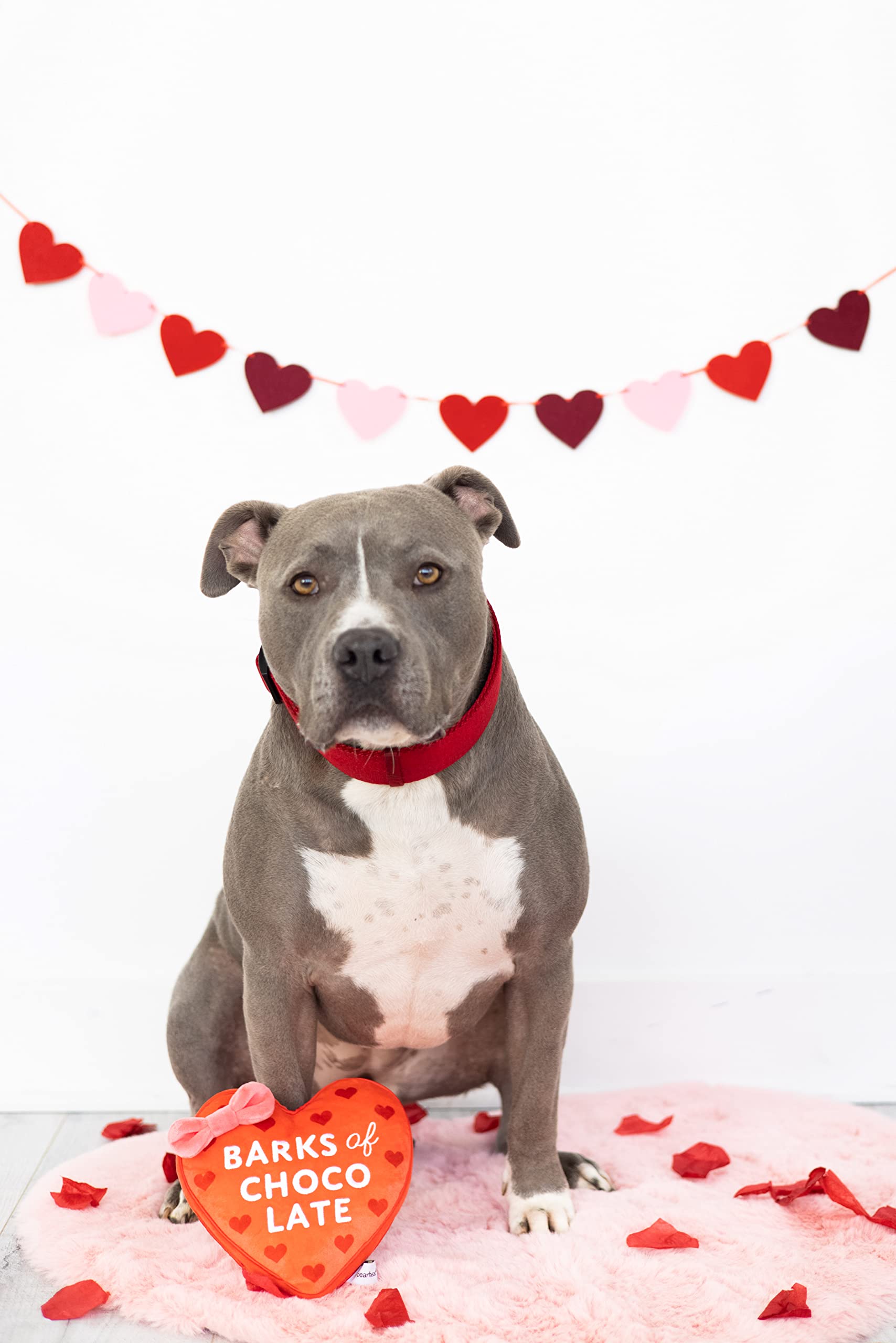 Pearhead Valentine's Day Plush Dog Toy, Box of Chocolate Stuffed Pet Toy, Crinkle and Squeaker Toy, Valentine's Day Gifts, Barks
