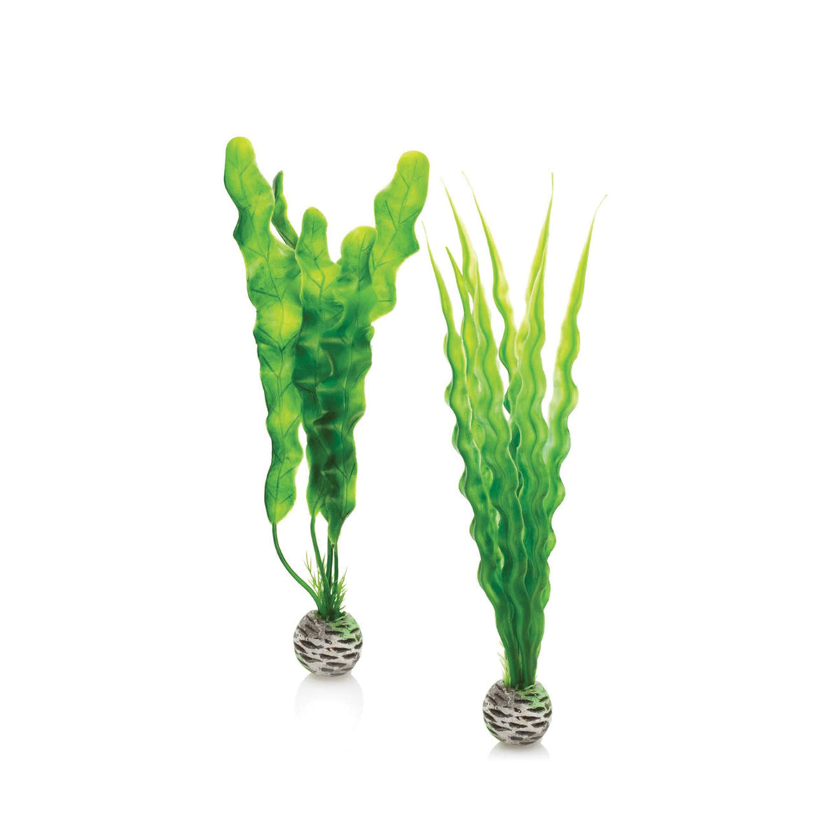 Biorb Easy Plant Pack, Medium