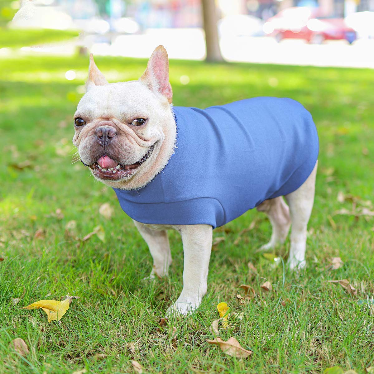 Small Dogs Fleece Dog Sweatshirt - Cold Weather Hoodies Spring Soft Vest Thickening Warm Cat Sweater Puppy Clothes Sweater Winter Sweatshirt Pet Pajamas For Small Dog Cat Puppy (Large, Sky Blue)