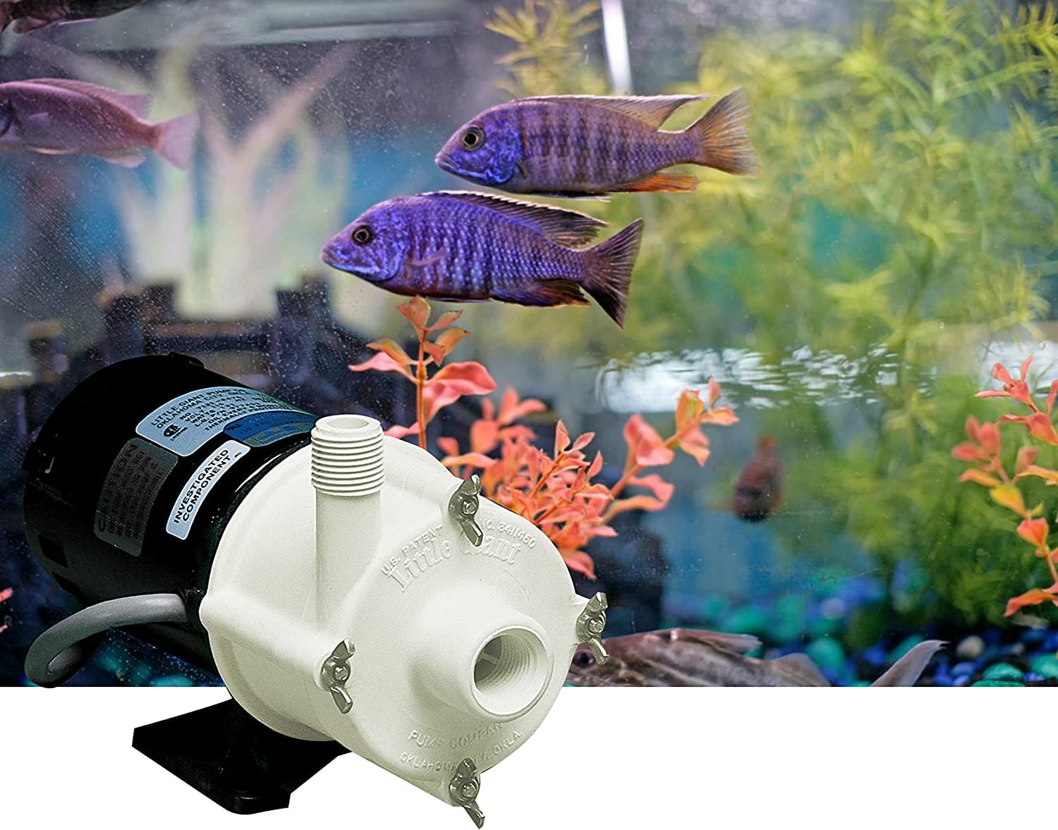 Little Giant 2-MDQX-SC Aquarium Pump, 115V, 1/30 HP, 640 GPH, Black/White, Model 580507, 6-Ft Cord