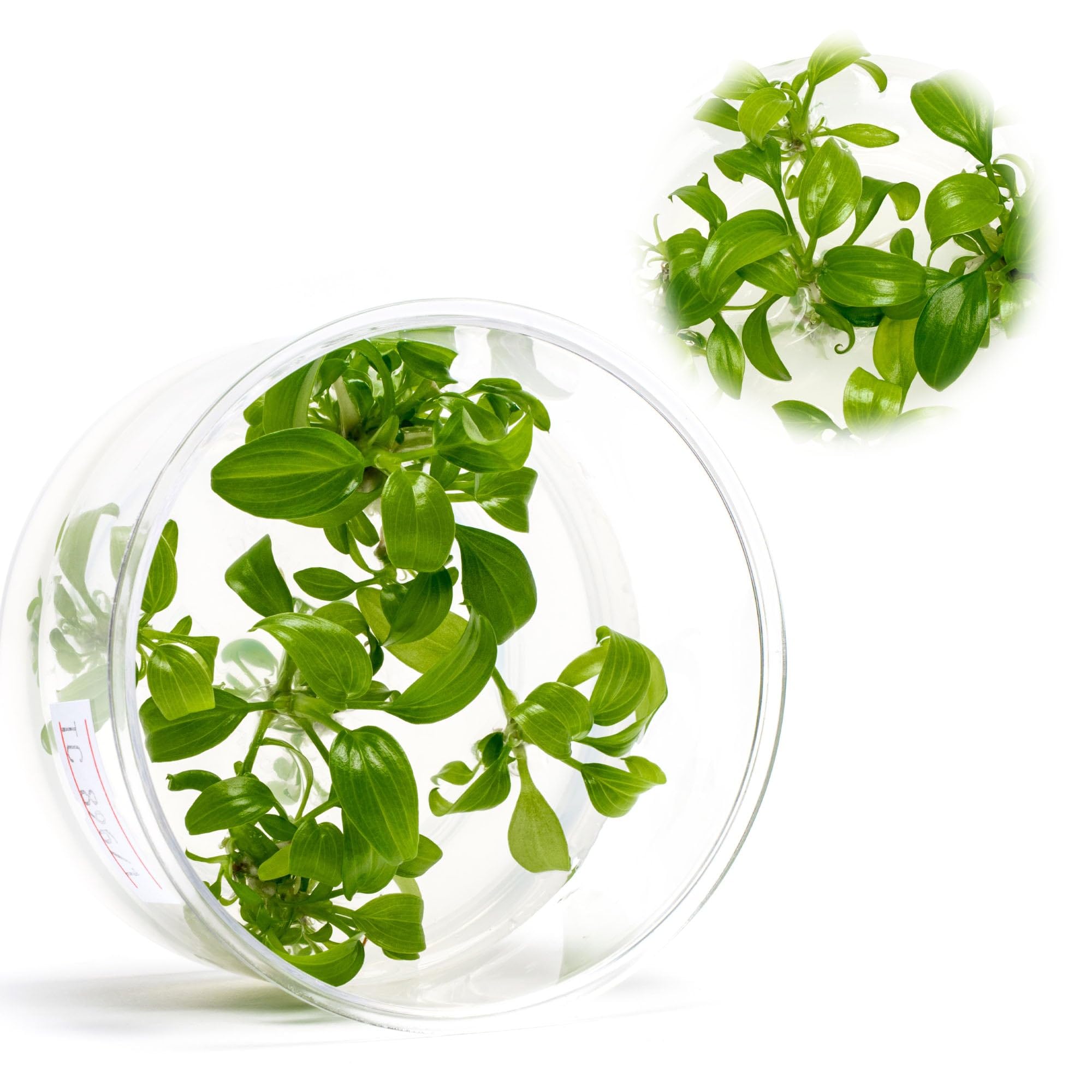 Ultum Nature Systems Cryptocoryne Parva Tissue Culture Live Plant for Aquarium, Freshwater Fish Tank, Aquascaping - 100% Snail F