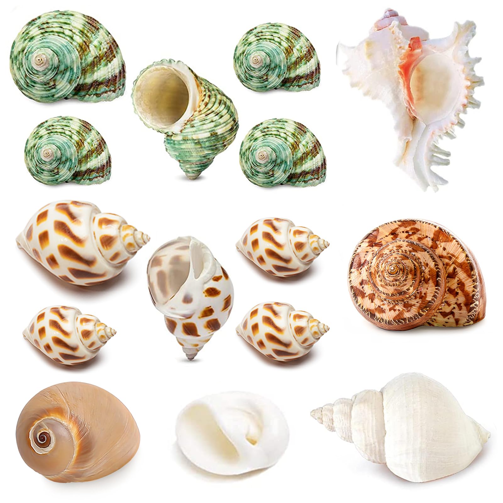 15Pcs Hermit Crab Shells (7 Types) Natural Hermit Crab Shells, For Small To Large Hermit Crab Turbo Shells Hermit Crab Supplies