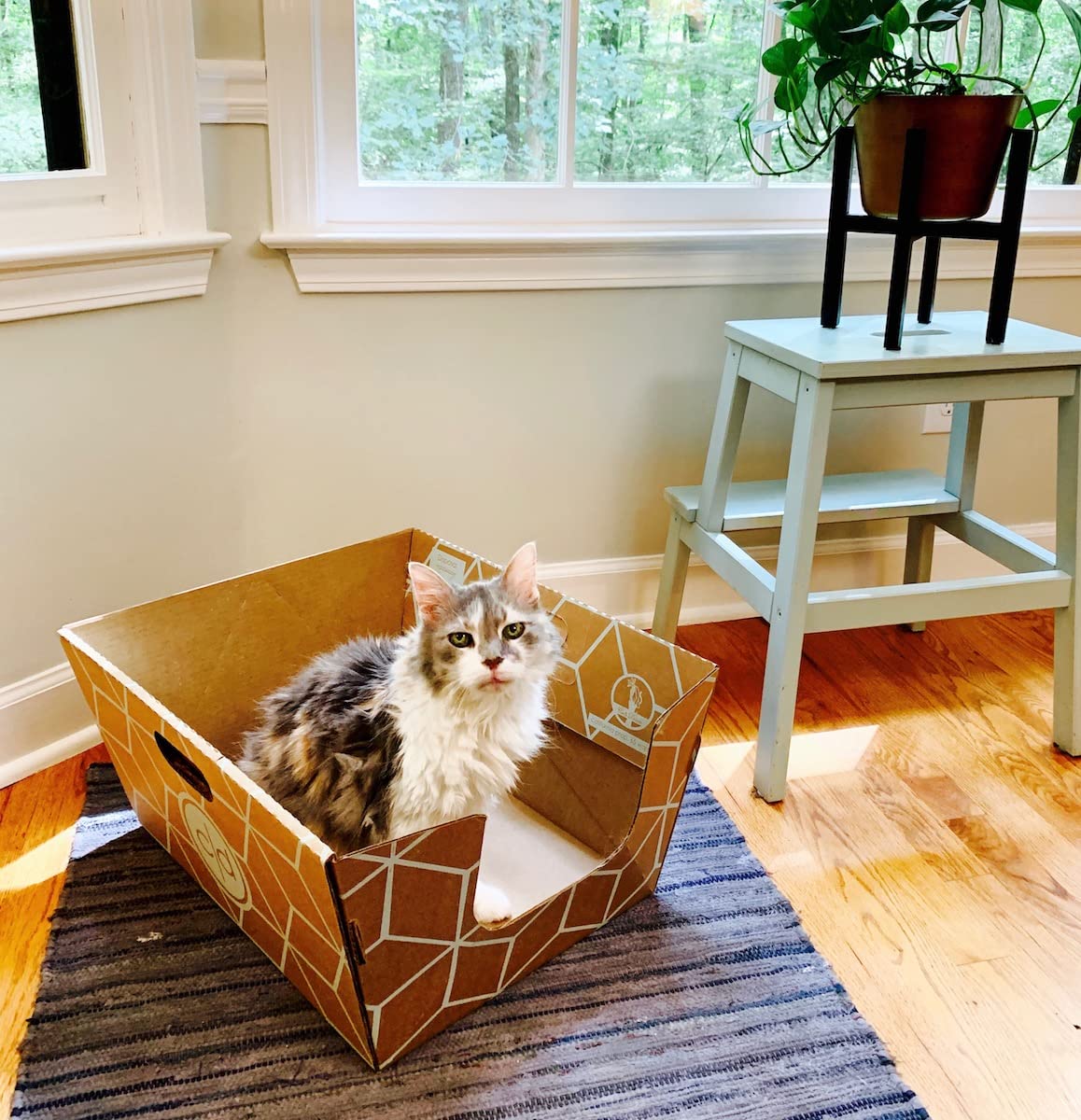 Cats Desire Disposable Litter Box No Plastic Solution (10 Tray) W/ Low Entry & Enclosed Box - Teal On Natural Brown, Made In Usa Woman Owned, 19'L X 17'W X 8.5'H Tray - 19'L X 17'W X 17'H Enclosed Box