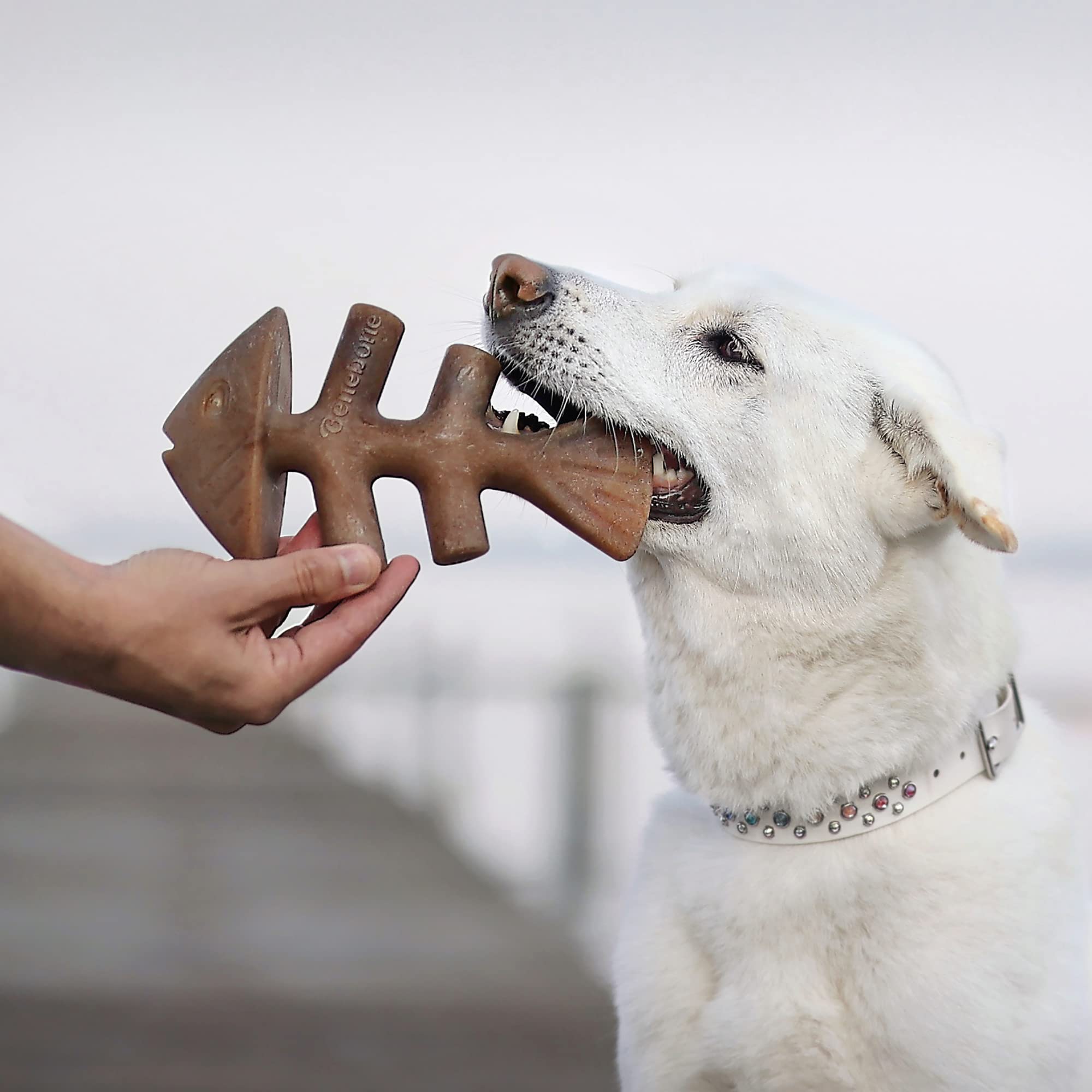Benebone 2-Pack Fishbone/Wishbone Durable Dog Chew Toys, Real Fish, Real Bacon, Made In Usa, Large
