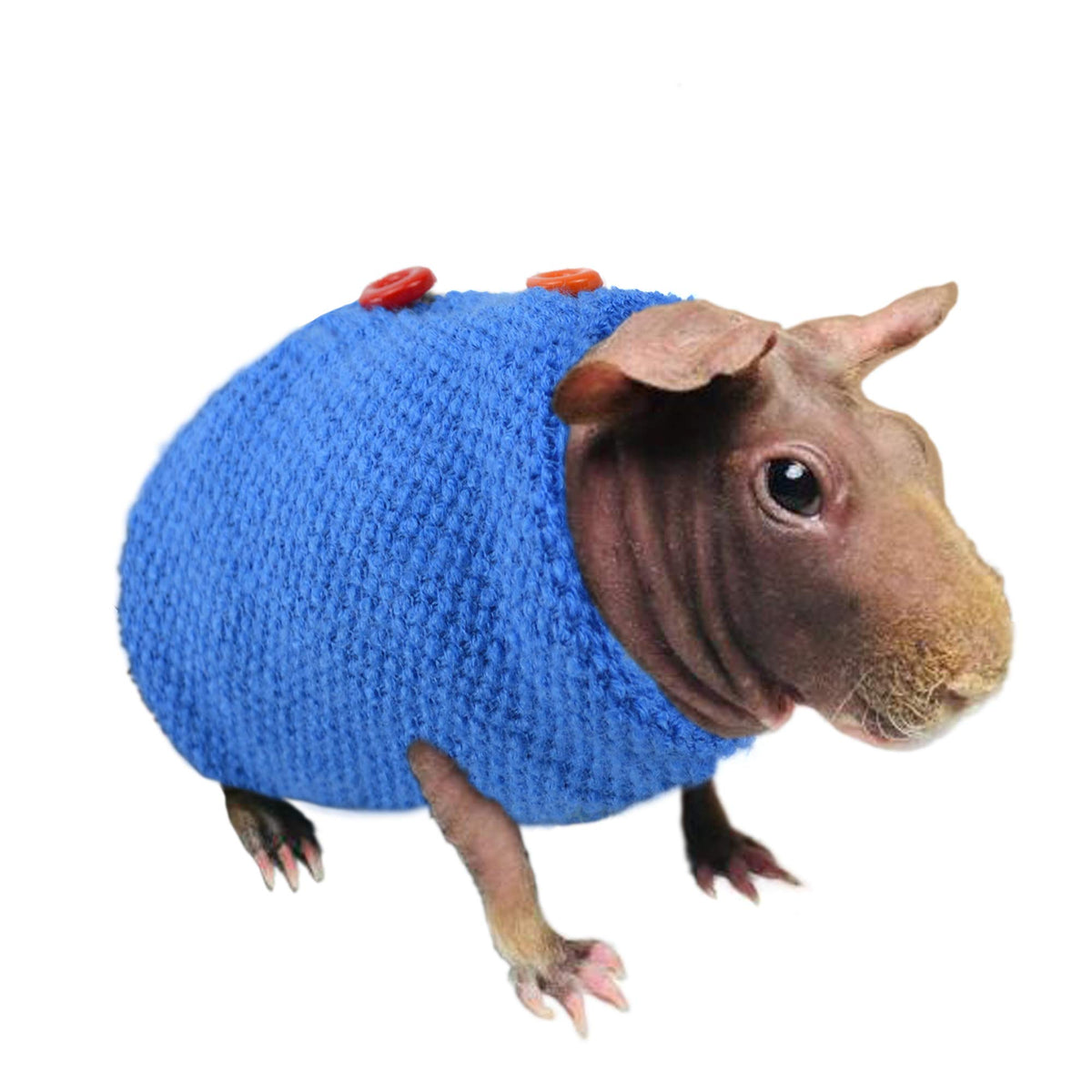 Sweater For Skinny Pig Hairless Guinea Pig Clothes To Protect The Skin From Harm And Keep It Warm.