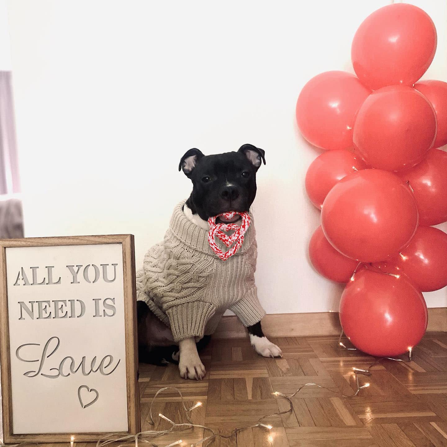 Boombone Valentines Dog Toy, Interlocking Heart Dog Rope Toy, Small Medium Dog Toy