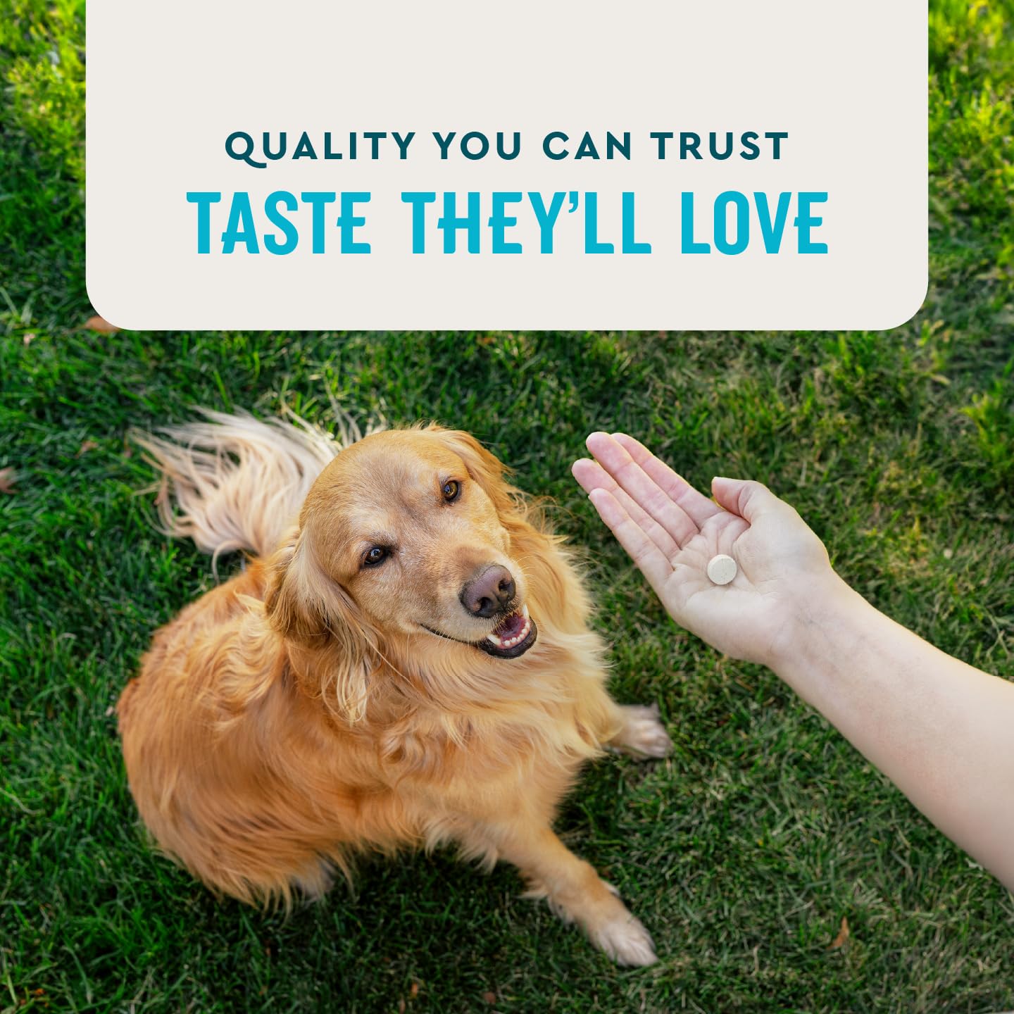 VetIQ Hip & Joint Health Supplement for Dogs, with Glucosamine, Chondroitin & MSM, Chewable Tablets for Dogs, Chicken Flavor, 60