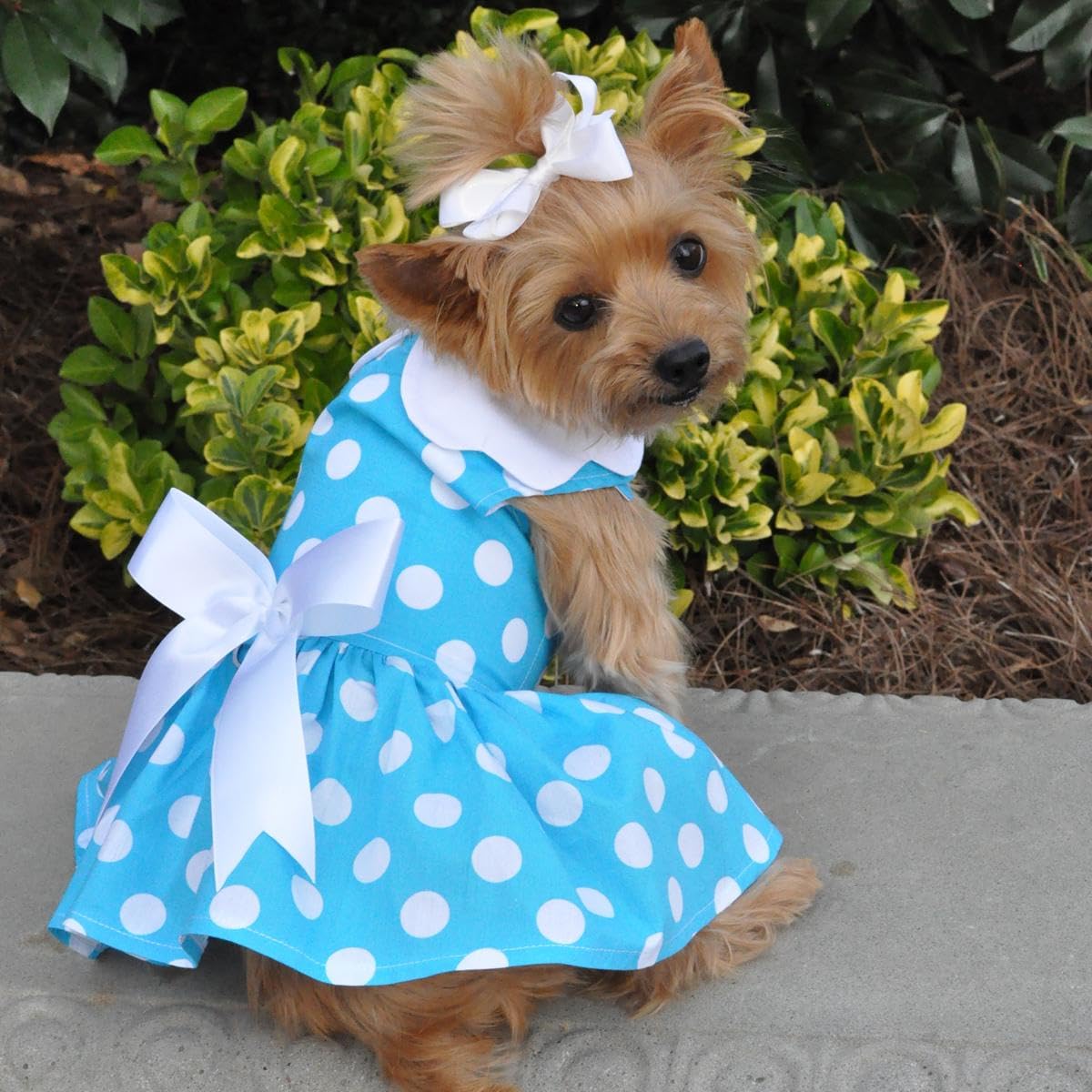 Blue Polka Dot Dog Dress With Matching Leash