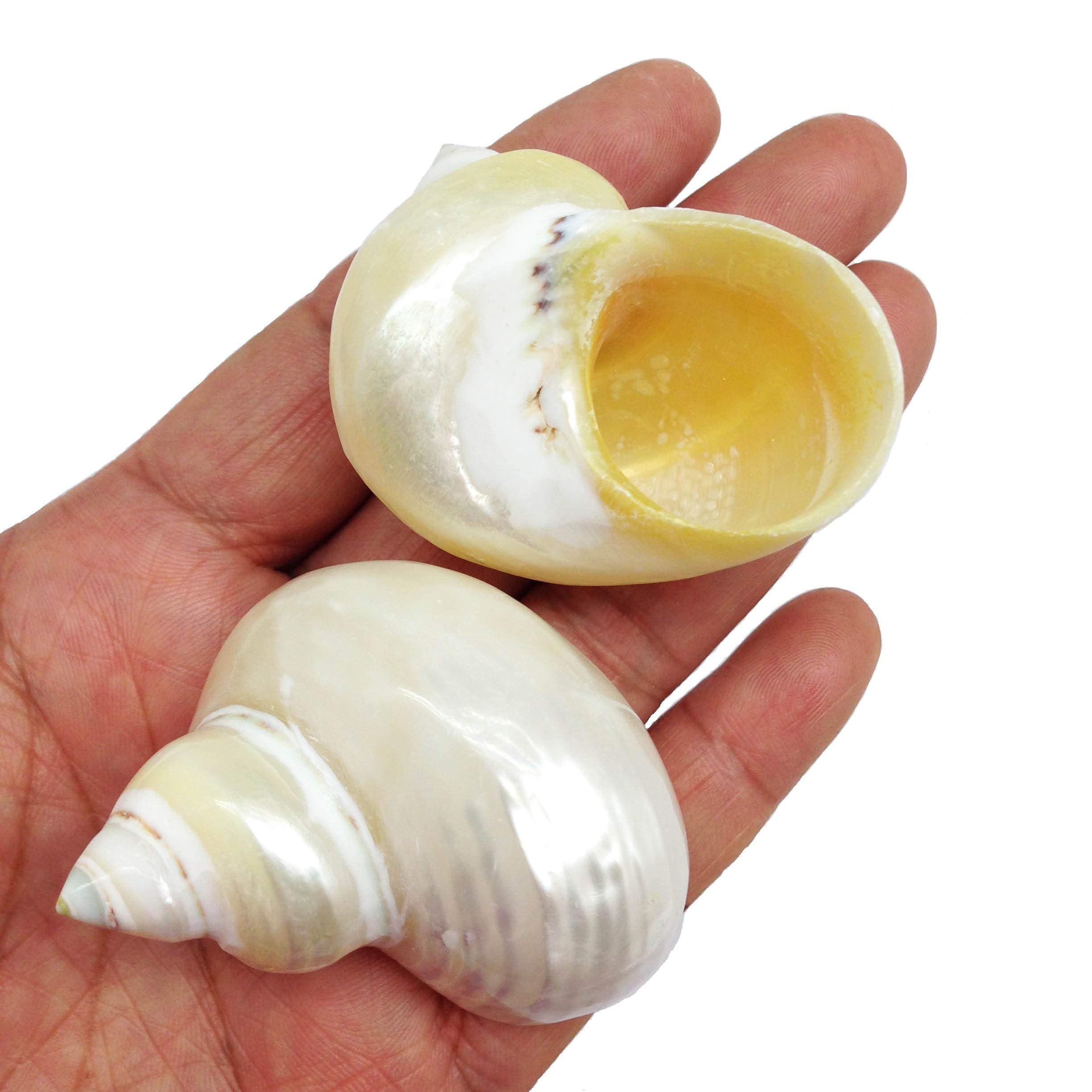 Pepperlonely 2 Pc Natural Large Hermit Crab Shells, Green Blue Gade Turbo, 2-1/2 Inch ~ 3 Inch