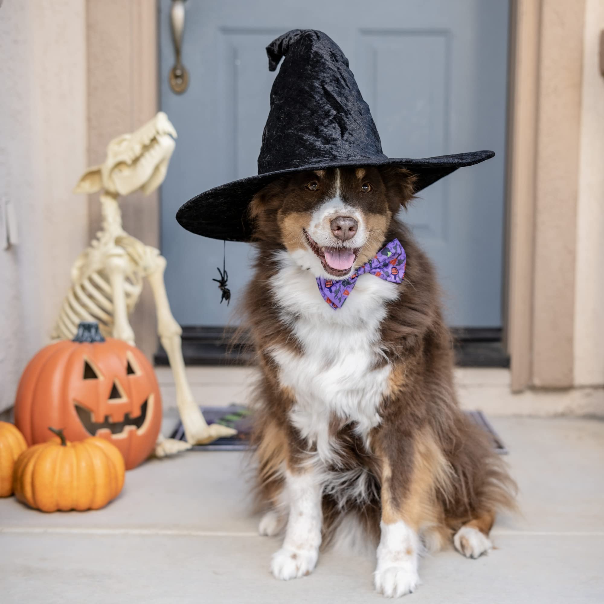 Huxley & Kent Bow Tie For Pets | Witch'S Brew (Large) | Halloween Bow Tie Collar Attachment | Fun Bow Ties For Dogs & Cats | Cute, Comfortable, And Durable | H&K Bow Tie