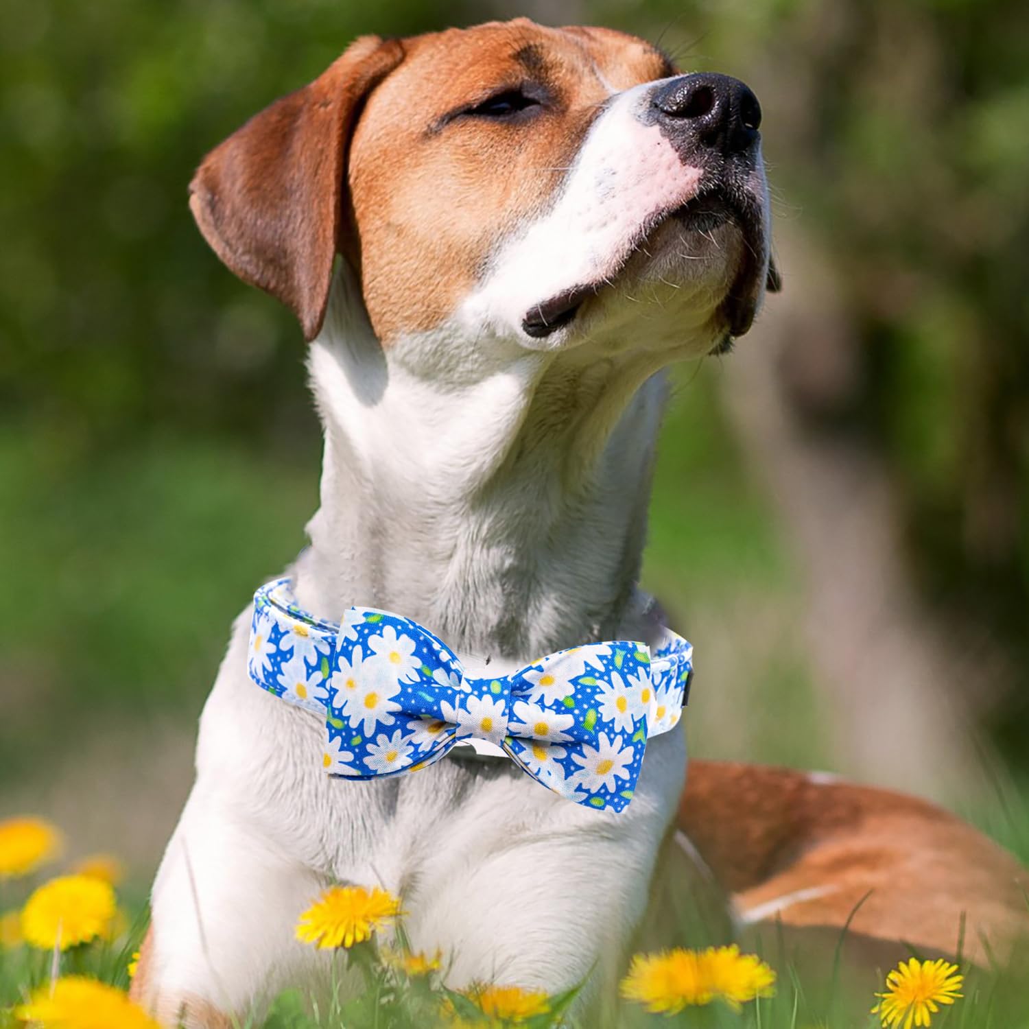 Maca Bates Daisy Flower Dog Collar With Bow Bowtie For Dogs Adjustable Breakaway Puppy Summer Bows Tie Bloom Flowers Collars Bir