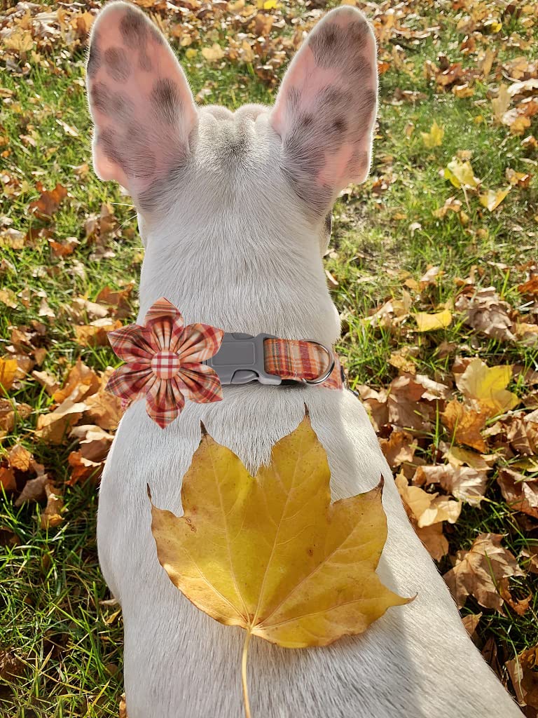 Lionet Paws Fall Dog Collar With Flower, Orange Dog Collar With Plastic Buckle For Medium Dog Girl Female Halloween Thanksgiving Day Gift, M, 13.5-22 In