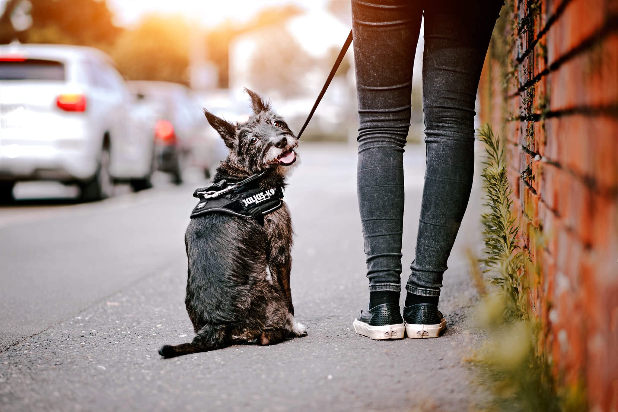 Idc Powerharness, Size: M/0, Blue