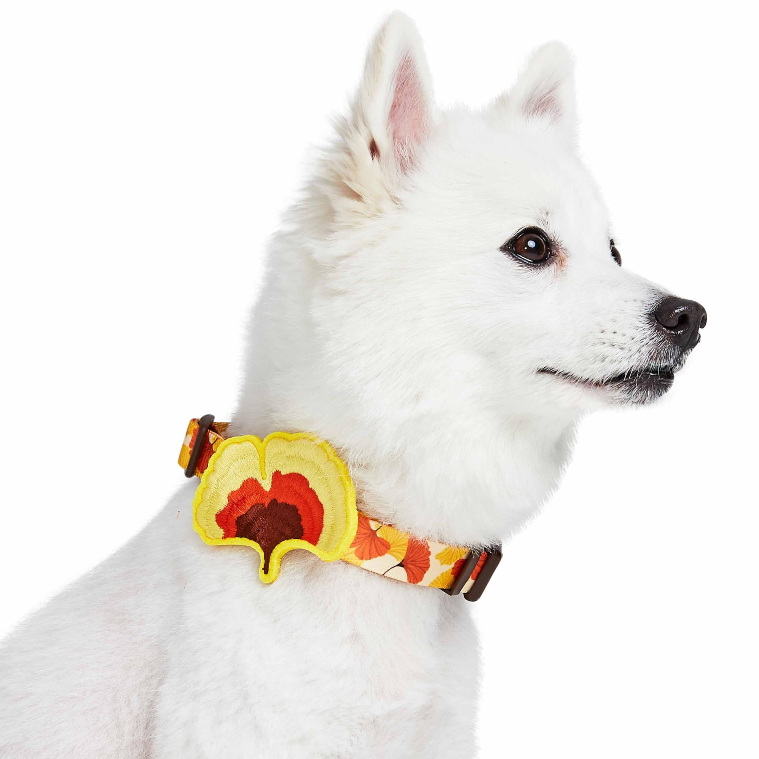 Blueberry Pet Thanksgiving Fall Ginkgo Biloba Leaf Adjustable Dog Collar with Detachable Accessory, Small, Neck 12''-16''