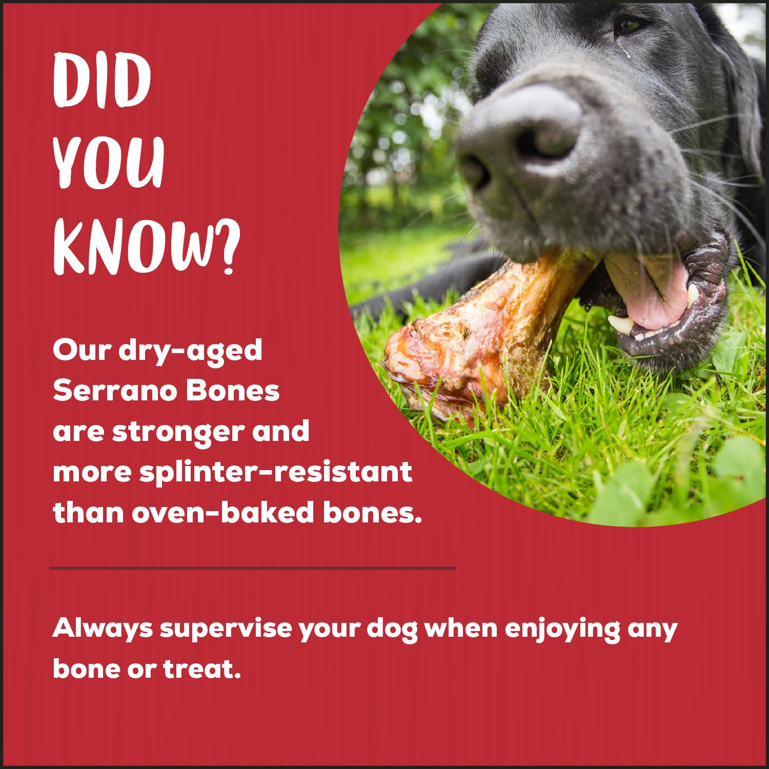 Country Kitchen Genuine Serrano Ham Bone, 100% Natural, Dry Aged, for Medium Sized Dogs, Pack of 1