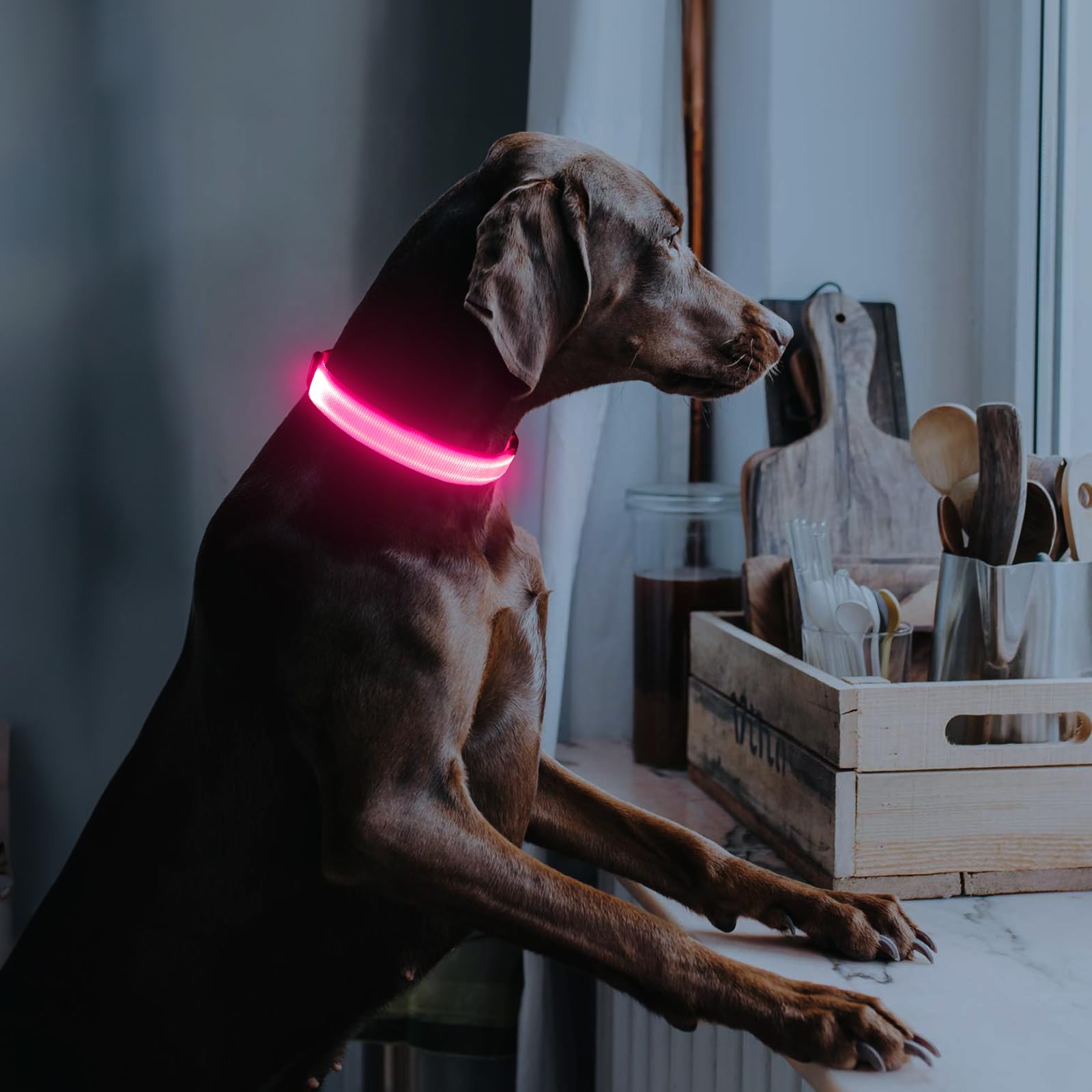 Illumifun LED Dog Collar USB Rechargeable Light Up Dog Collar, Water-Resistant Adjustable Safety Collar Light for Small Medium L
